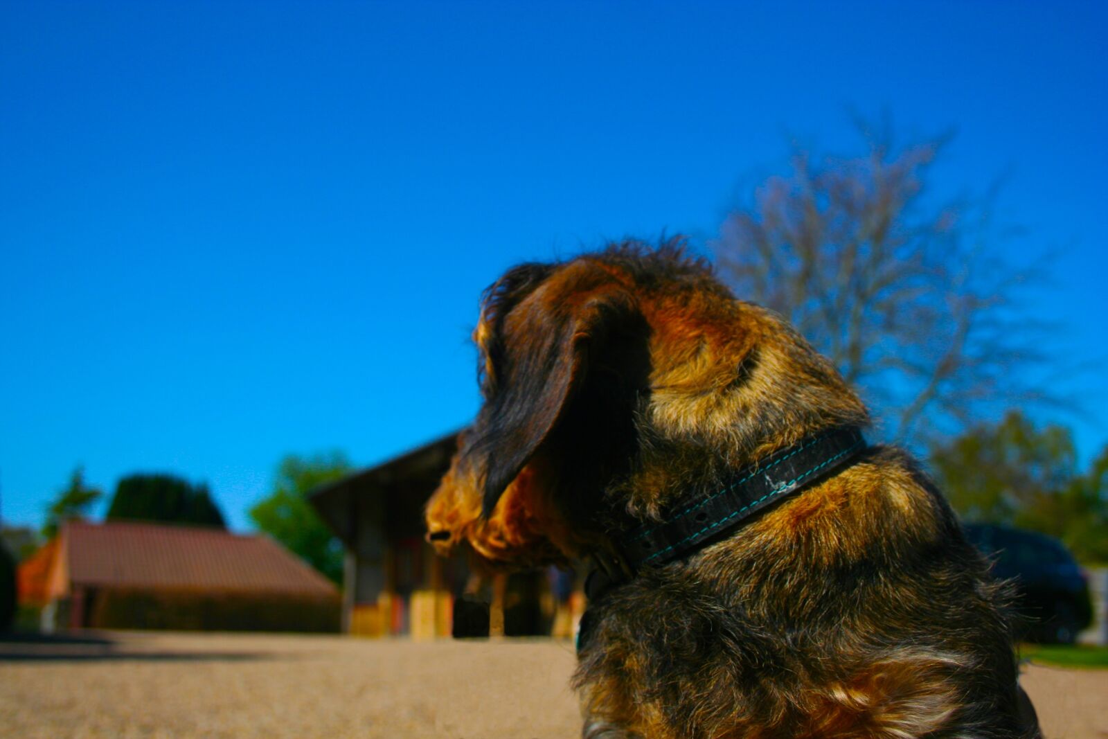 Canon EOS 350D (EOS Digital Rebel XT / EOS Kiss Digital N) sample photo. Dog, cute, puppy photography