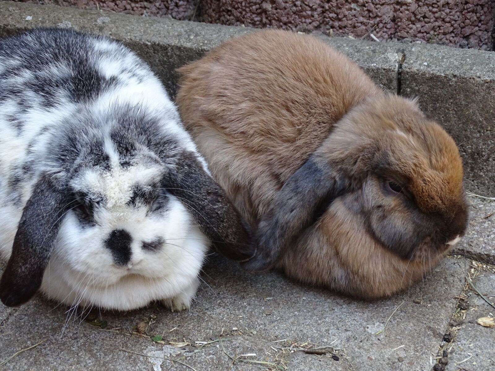 Sony Cyber-shot DSC-HX350 sample photo. Dwarf aries chinchilla-white, hare photography
