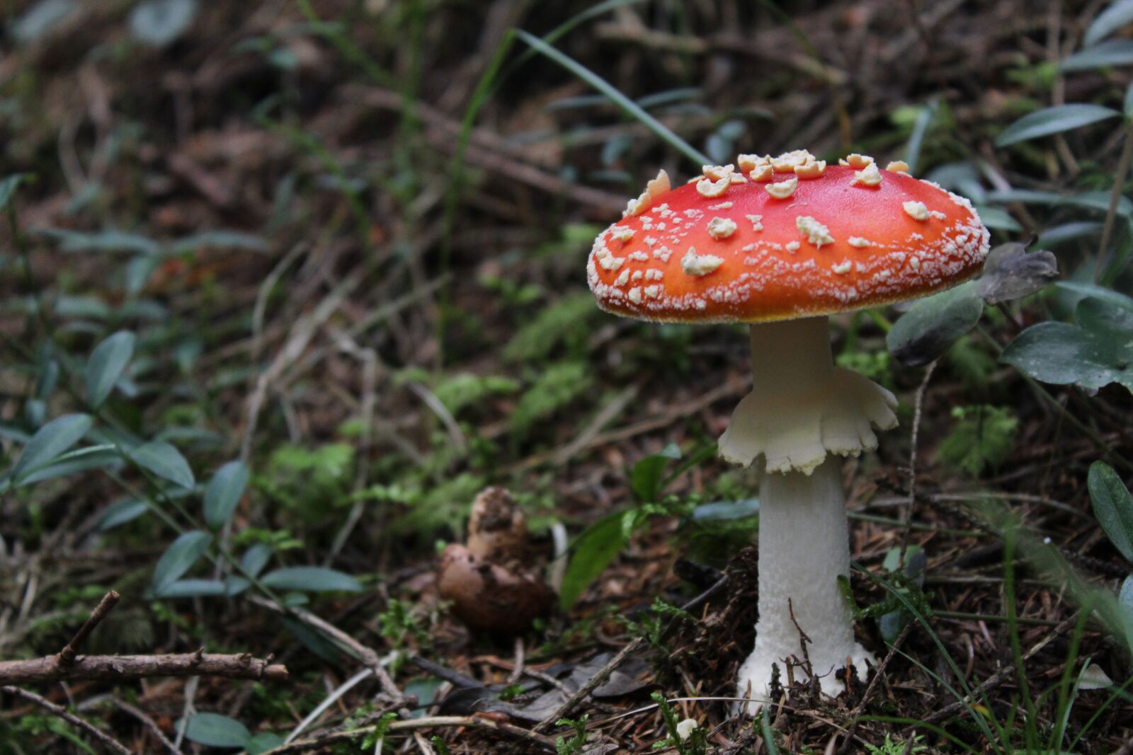 Canon EOS 1300D (EOS Rebel T6 / EOS Kiss X80) sample photo. Nature, fungus, forest photography