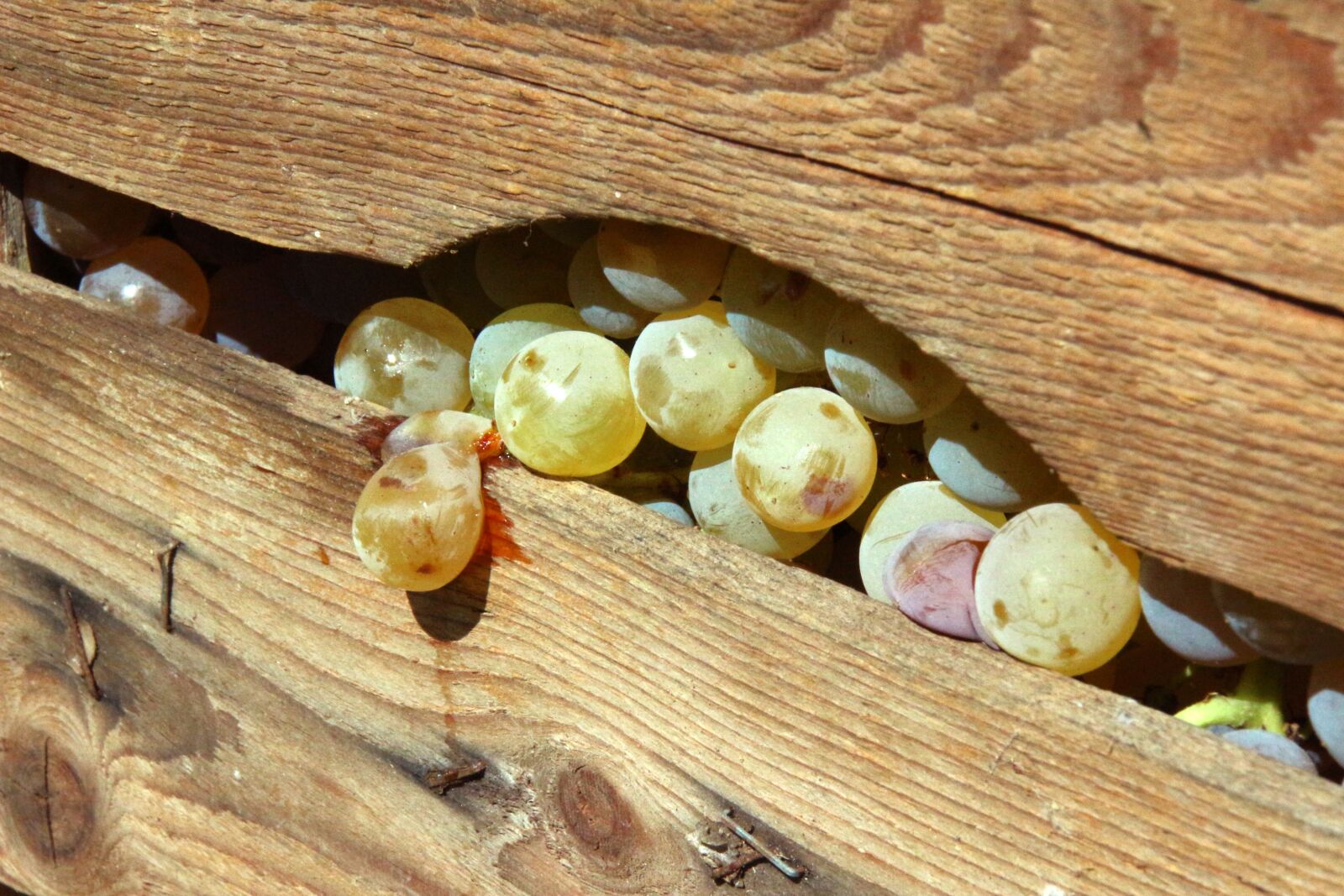 Canon EOS 100D (EOS Rebel SL1 / EOS Kiss X7) sample photo. Vintage, grapes, autumn photography