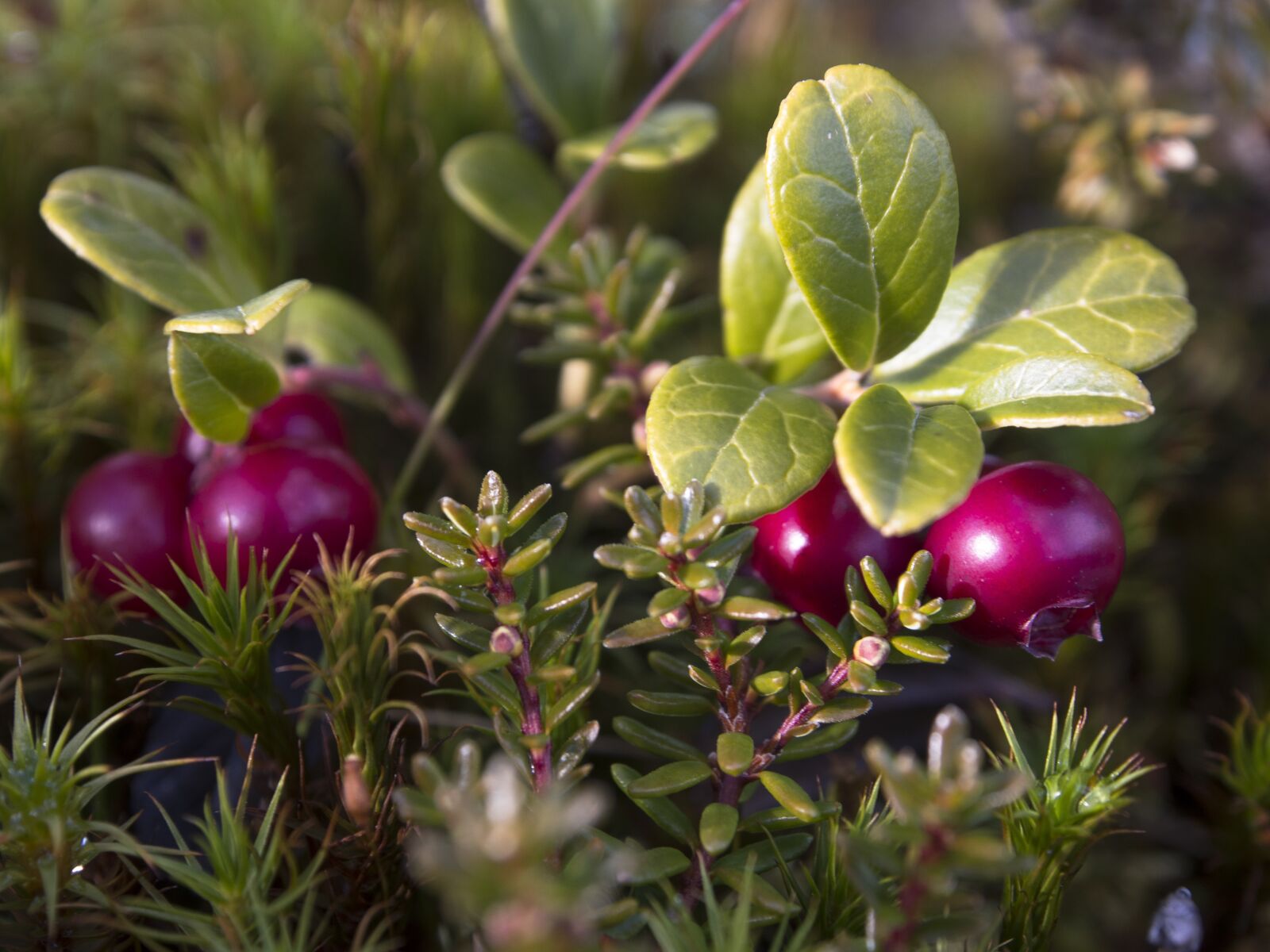 Olympus OM-D E-M5 sample photo. Cranberries, heather, norwegian nature photography