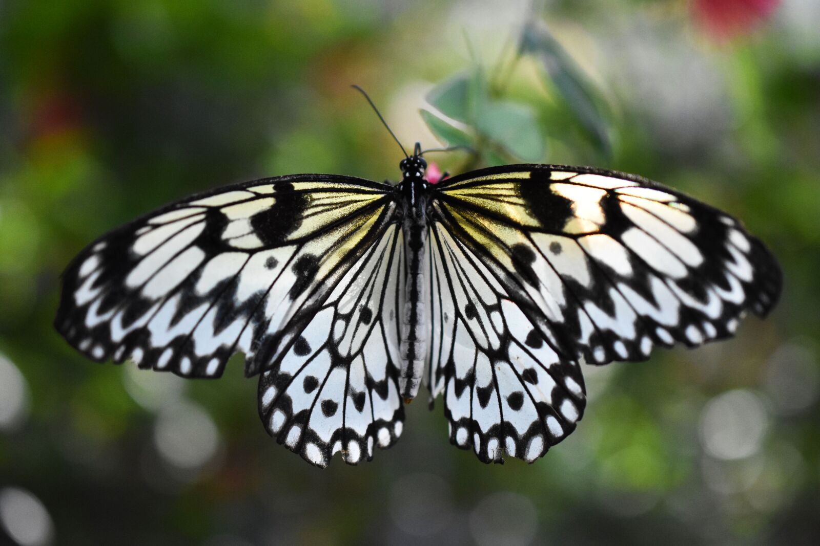 Nikon D3400 sample photo. Butterfly, nature, insect photography