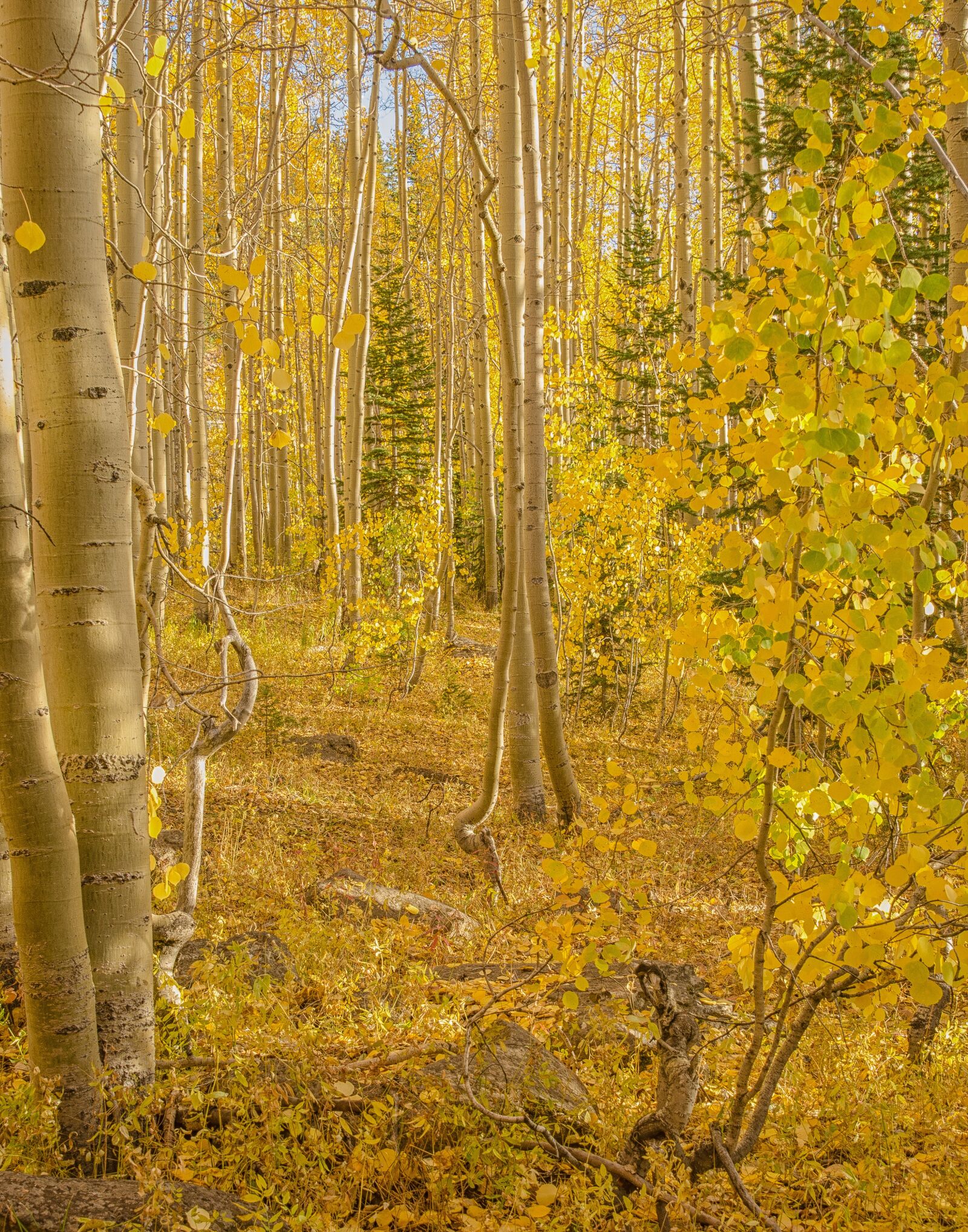 Nikon D7000 sample photo. Aspen, tree, nature photography