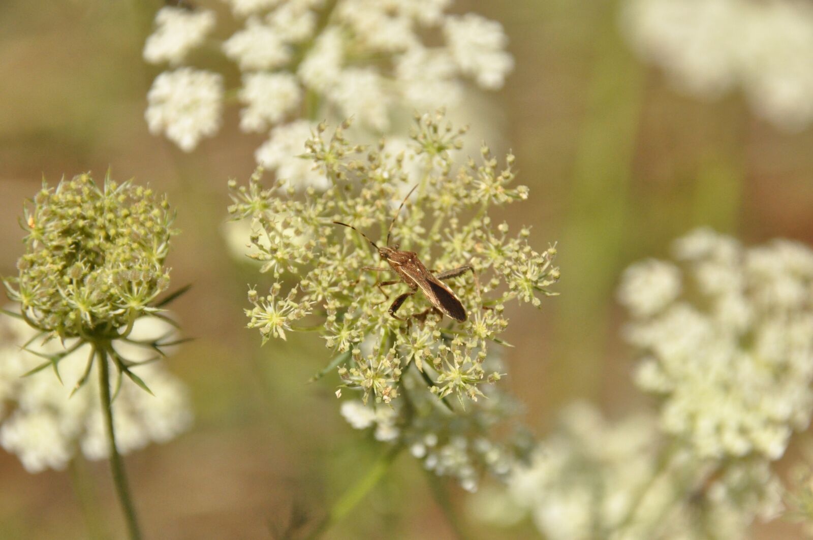 Nikon D90 sample photo. Insect, flowers, forage photography