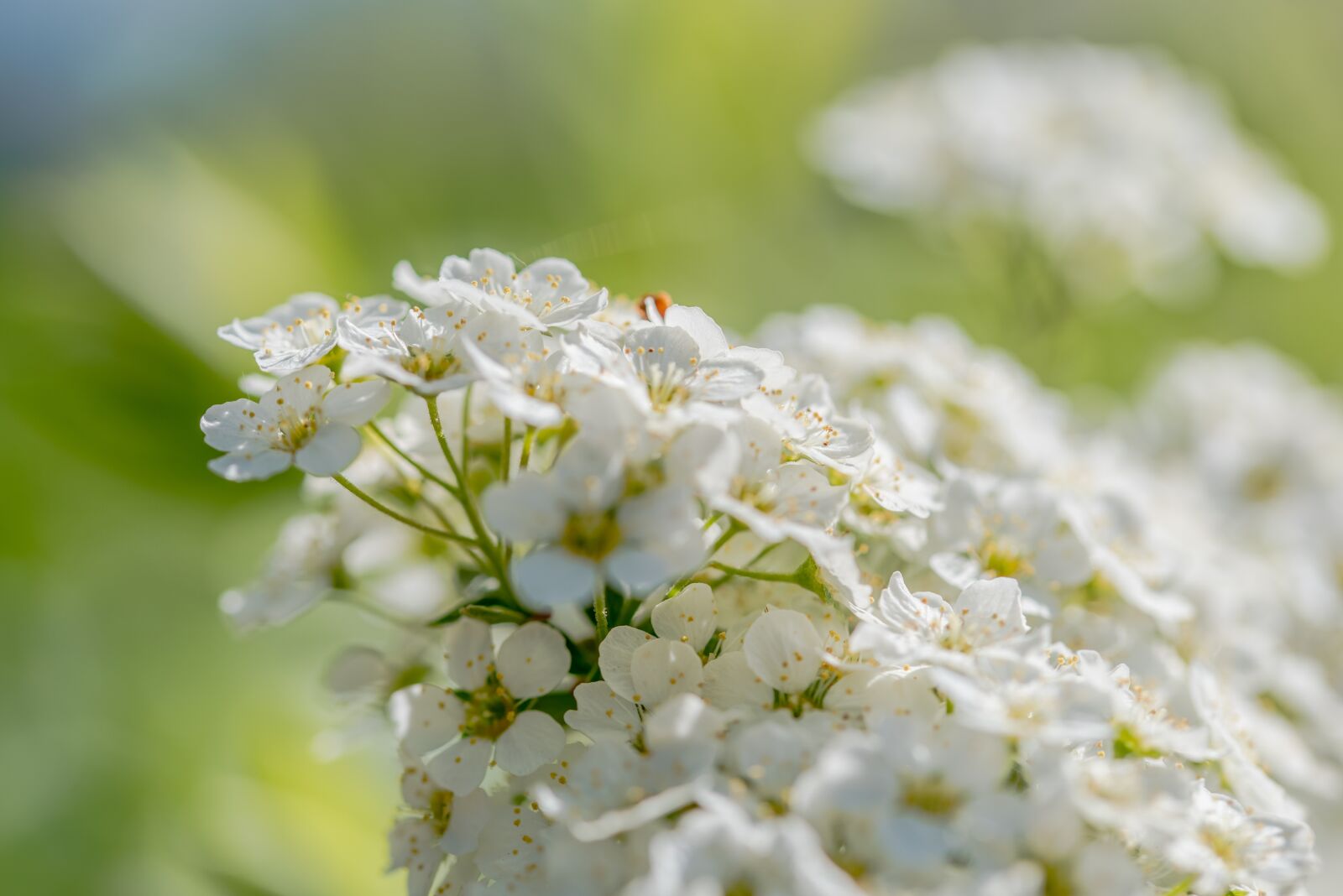 Nikon D750 sample photo. Flower, blossom, spring photography