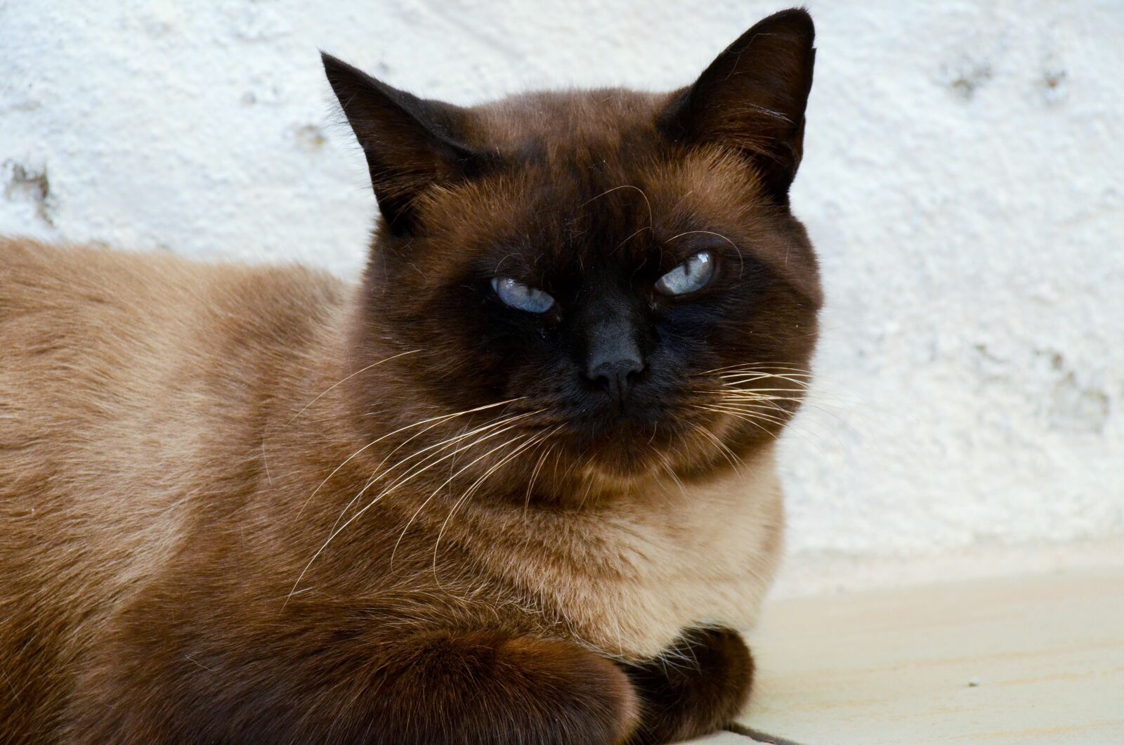 Nikon D7000 sample photo. Cat, pet, siamese photography