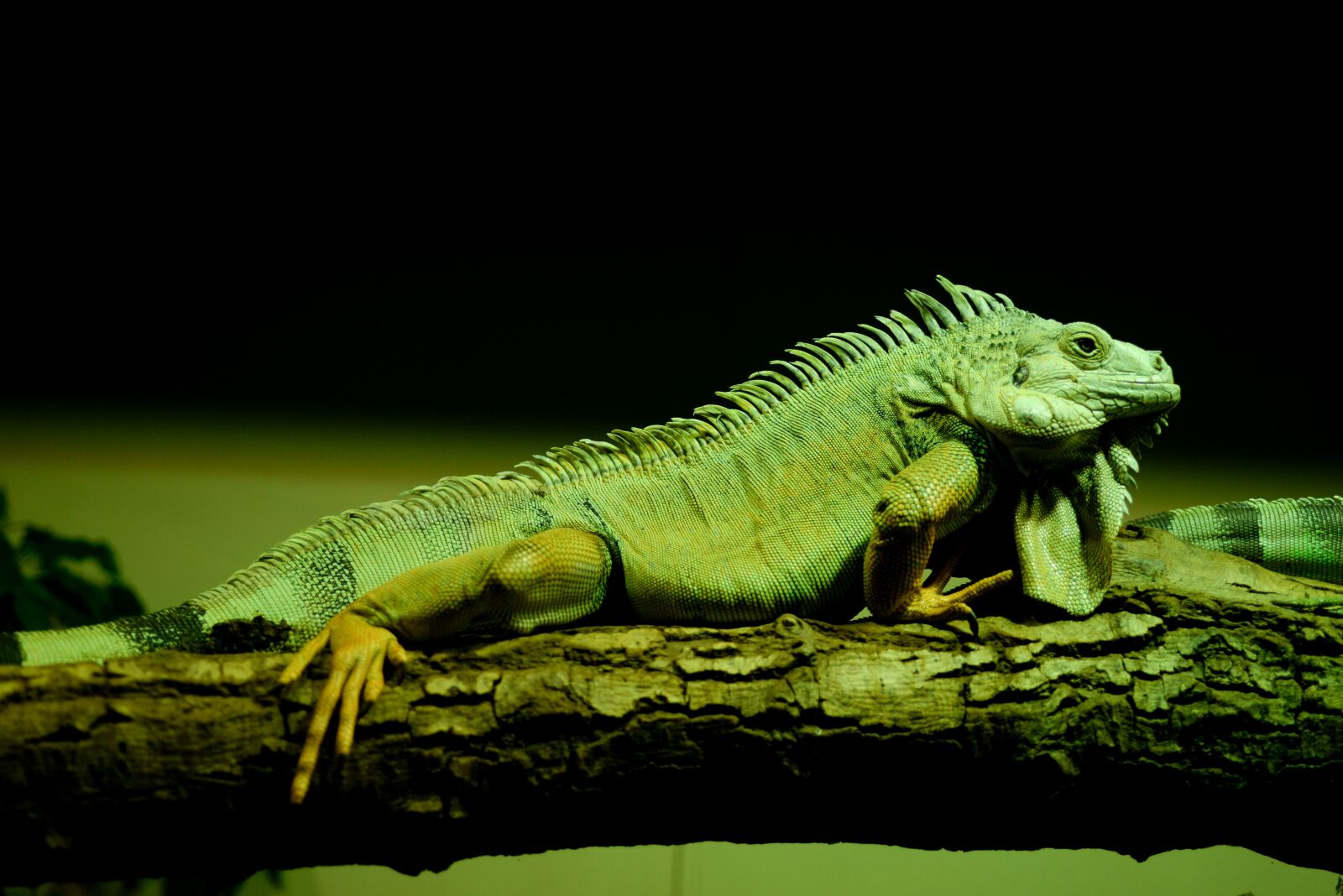 Nikon D610 sample photo. Green, iguana, reptile photography
