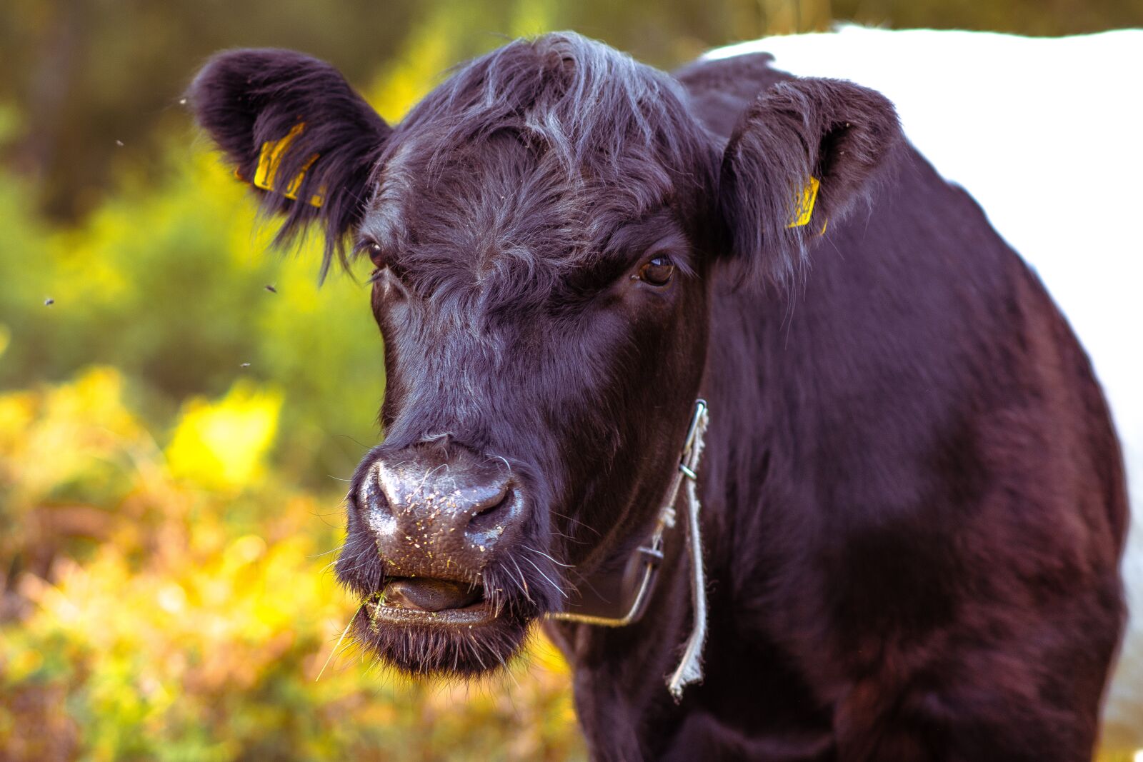 Nikon D7200 sample photo. Cow, nature, eating photography