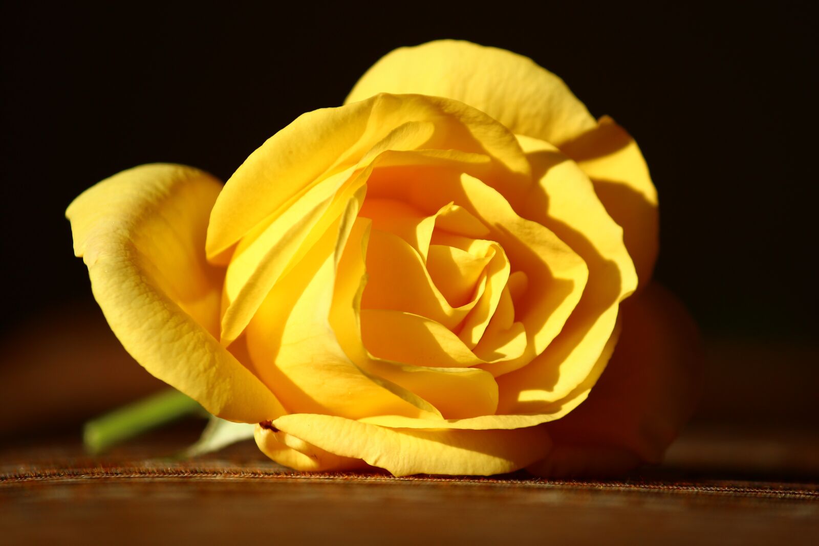 Canon EOS 600D (Rebel EOS T3i / EOS Kiss X5) sample photo. Yellow rose, innocent, beautiful photography