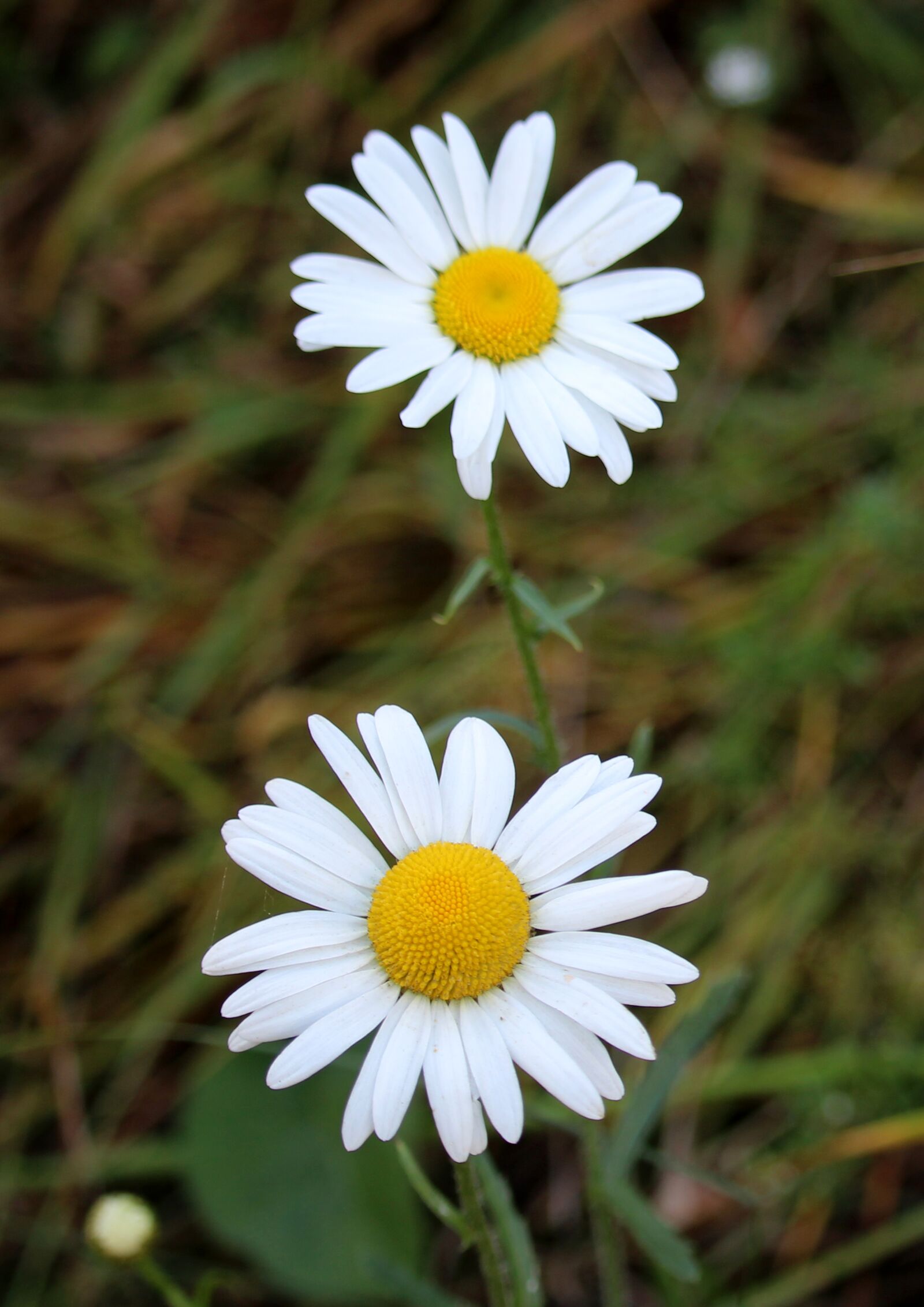 Canon EOS 1200D (EOS Rebel T5 / EOS Kiss X70 / EOS Hi) sample photo. Daisy, flowers, bloom photography
