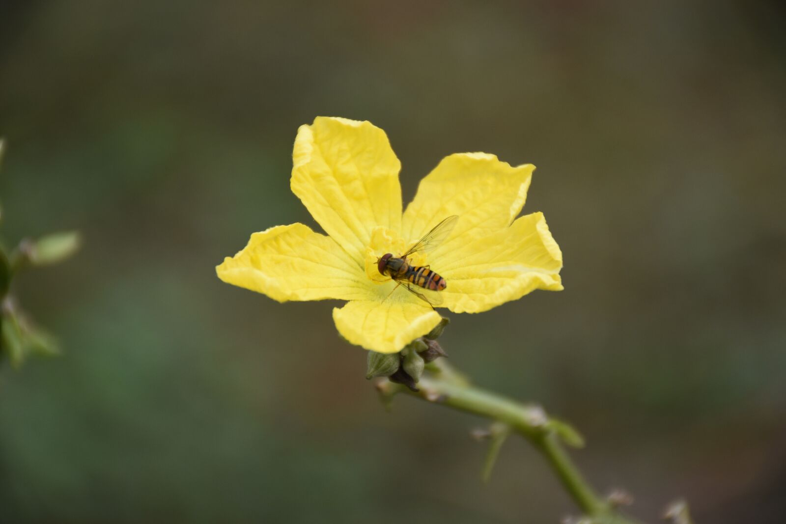 Nikon D3400 sample photo. Luffa flowers, flower, flowers photography
