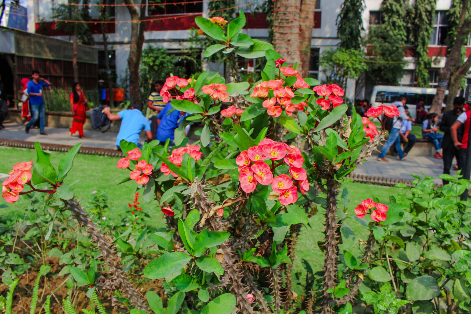 Canon EOS 700D (EOS Rebel T5i / EOS Kiss X7i) sample photo. And, nice, flowers, orchid photography