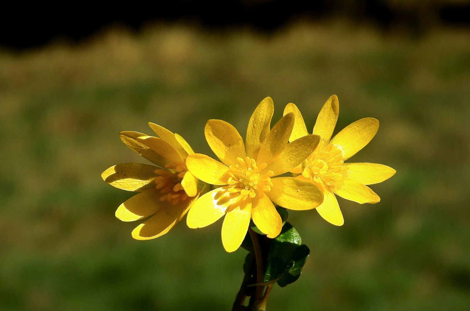 Nikon Coolpix P900 sample photo. Flowers, yellow, spring photography