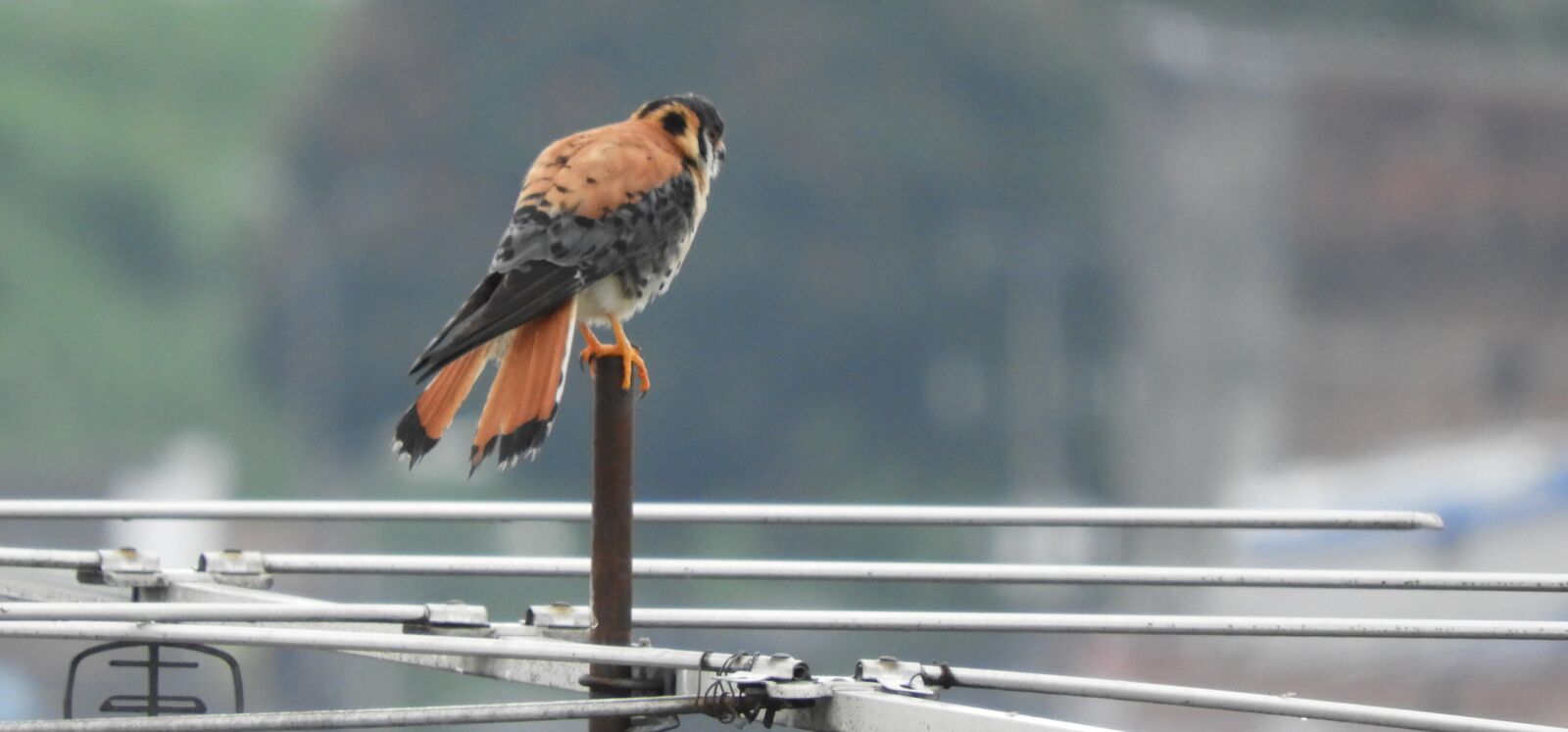Nikon Coolpix B700 sample photo. Nature, wild life, birds photography