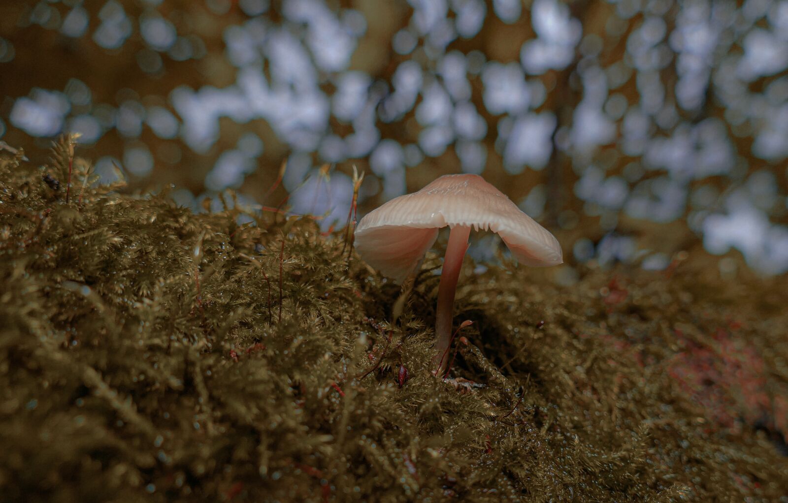 Panasonic Lumix DMC-FZ1000 sample photo. Mushroom, autumn, nature photography
