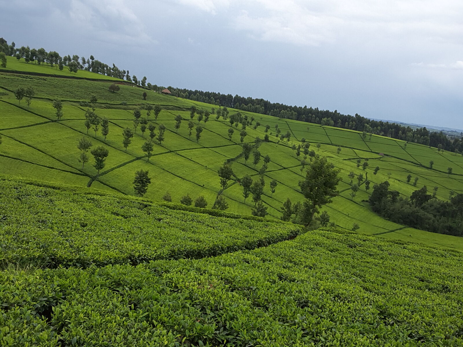 Samsung Galaxy Tab S2 sample photo. Plantation, tea photography