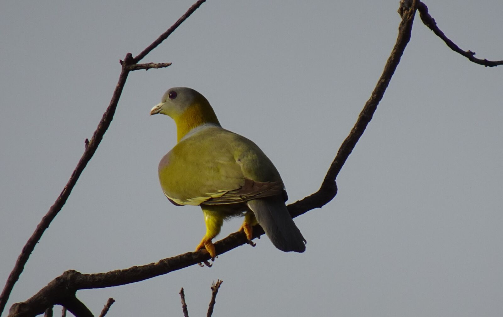 Sony DSC-WX800 sample photo. Bird, pigeon, yfgp photography