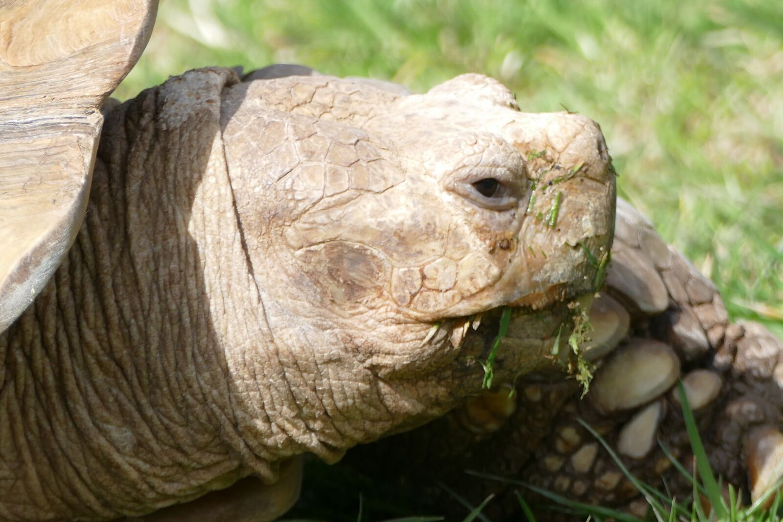 Panasonic Lumix DMC-FZ1000 sample photo. Turtle, tortoise, reptile photography