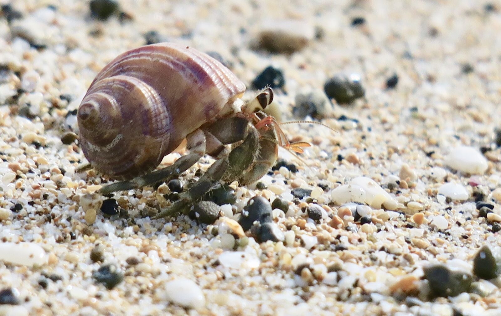 Canon PowerShot G3 X sample photo. Hermit crab, marine life photography