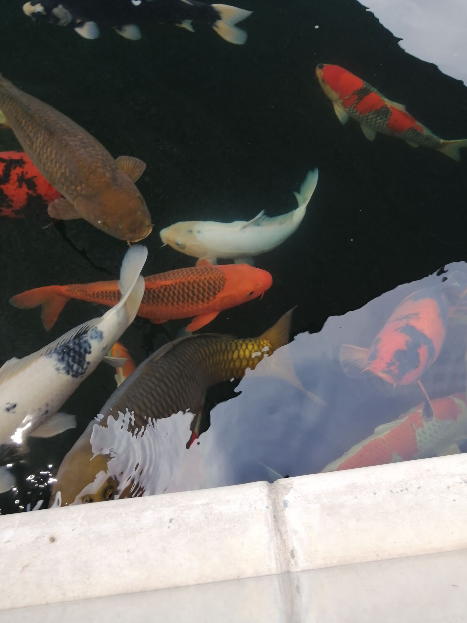 HUAWEI P30 LITE sample photo. Koi, koi pond, fish photography