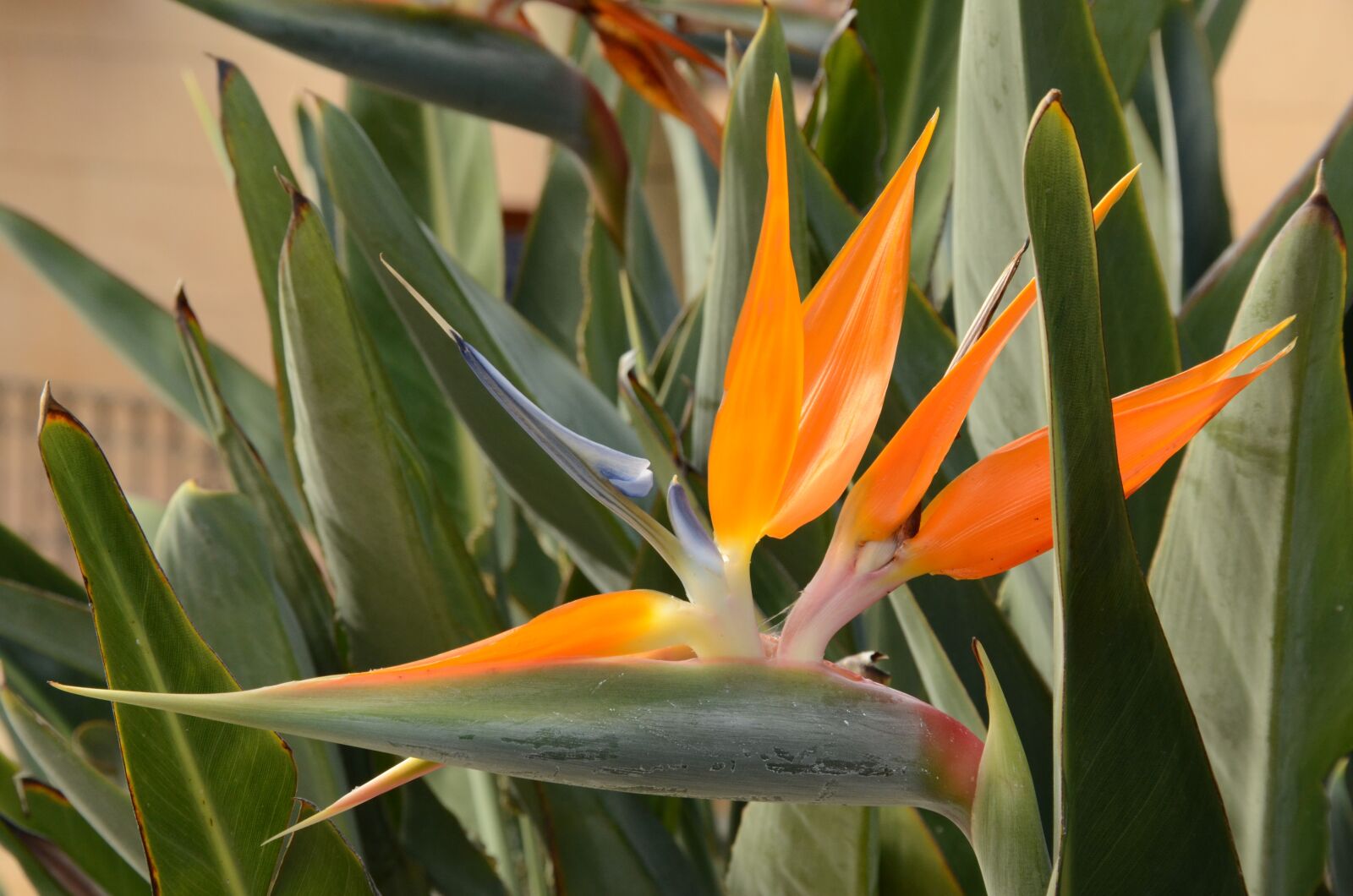 Nikon D7000 sample photo. Bird of paradise flower photography