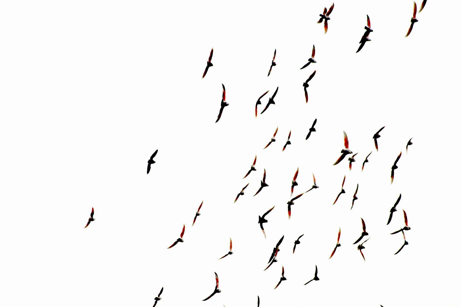 Canon EOS 500D (EOS Rebel T1i / EOS Kiss X3) sample photo. Bird, pigeon, sky photography
