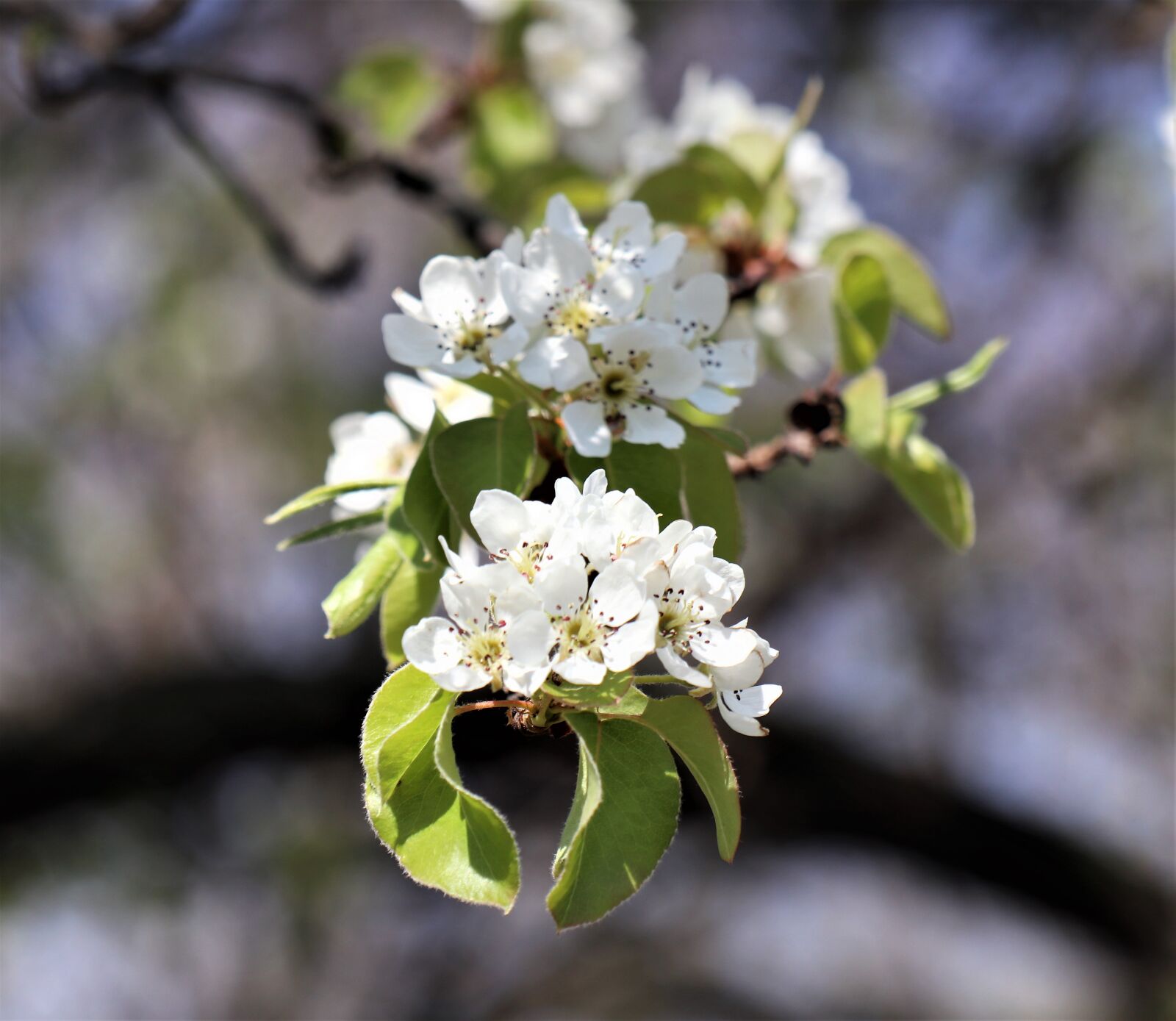 Canon EOS M6 sample photo. Spring, tree, flourishing photography