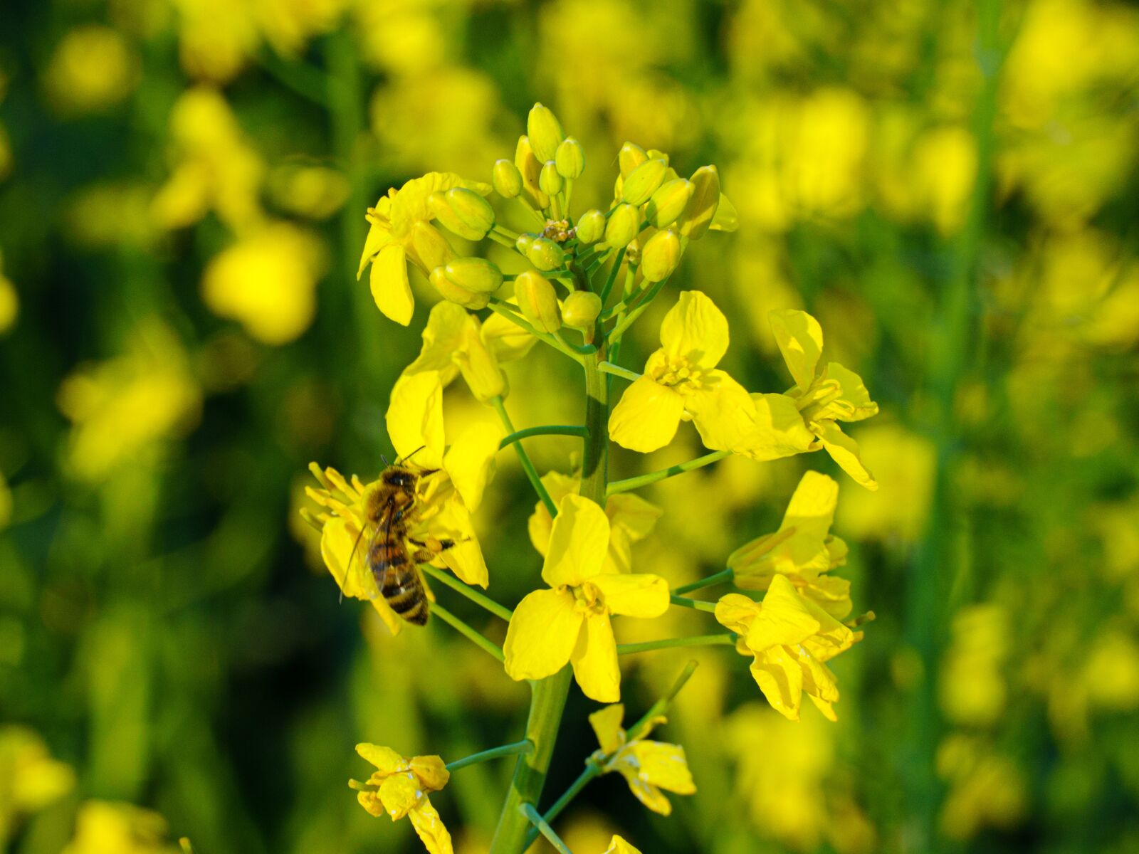 Sony a6400 sample photo. Bee, field of rapeseeds photography