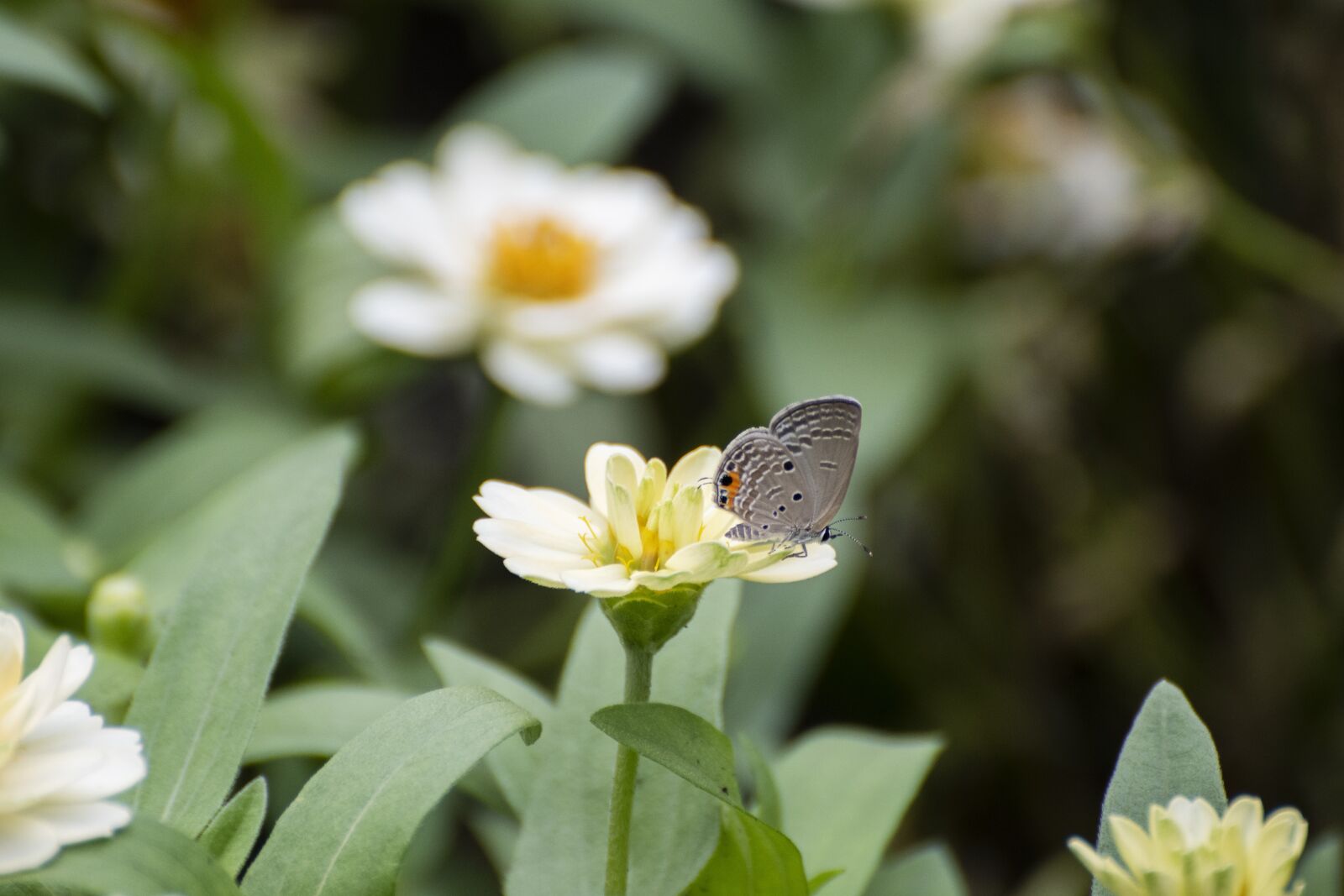 Nikon D7500 sample photo. Flowers, butterfly, insect photography