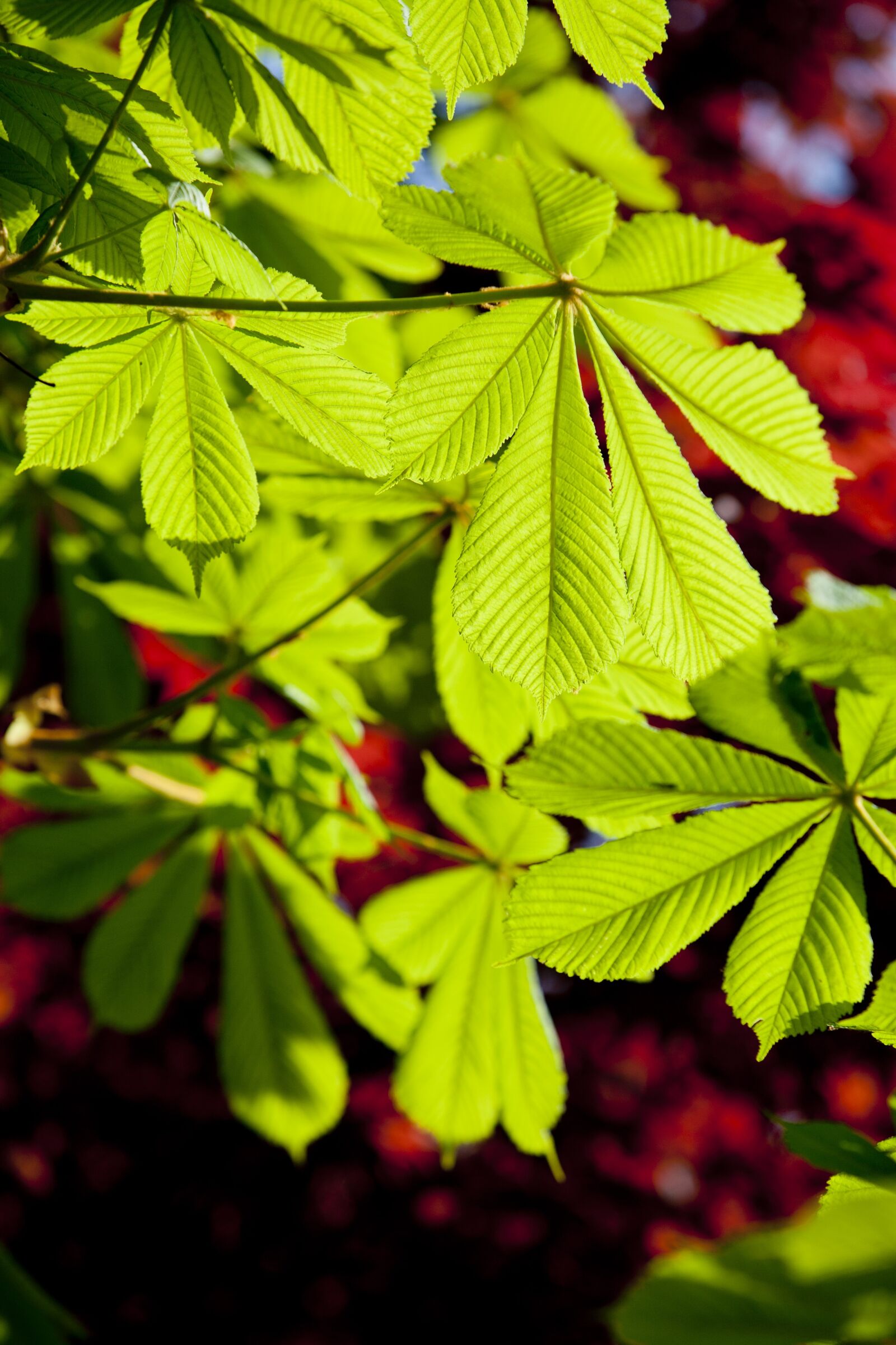 Canon EOS 5D sample photo. Bud, leaf, green photography