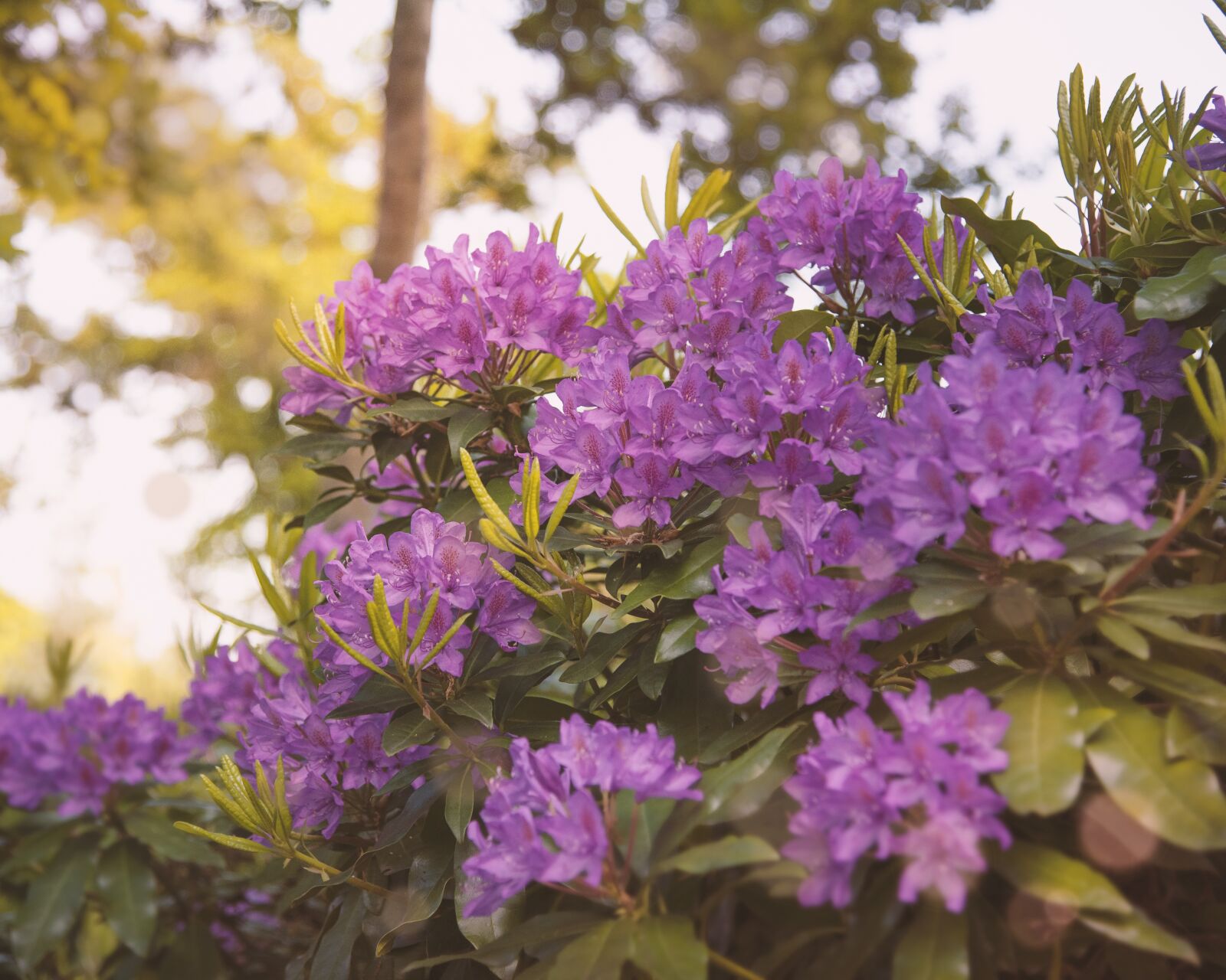 Nikon D750 sample photo. Flowers, nature, summer photography