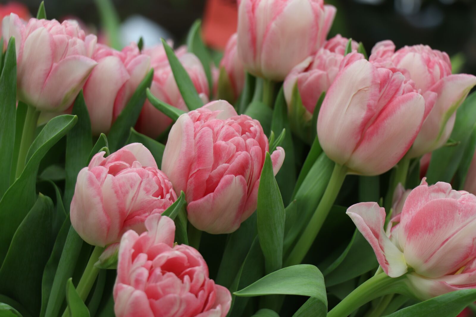 Canon EOS 77D (EOS 9000D / EOS 770D) sample photo. Tulips, tulip, flowers photography