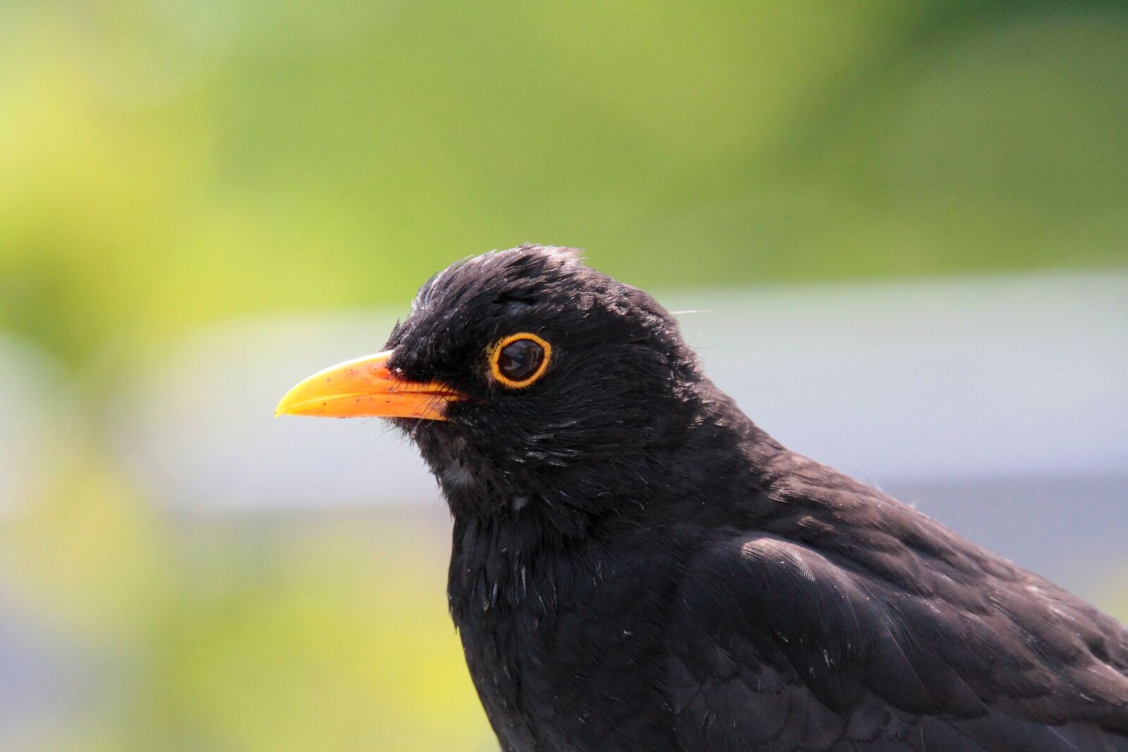 Canon EOS 7D sample photo. Blackbird, songbird, bird photography