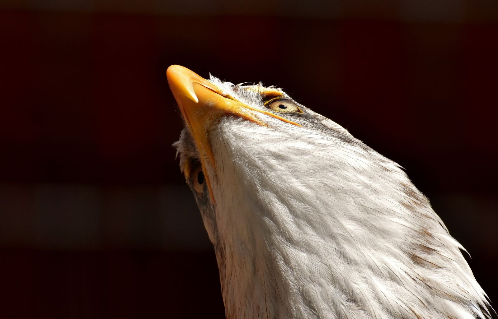 Nikon D7200 sample photo. Adler, bald eagle, bird photography