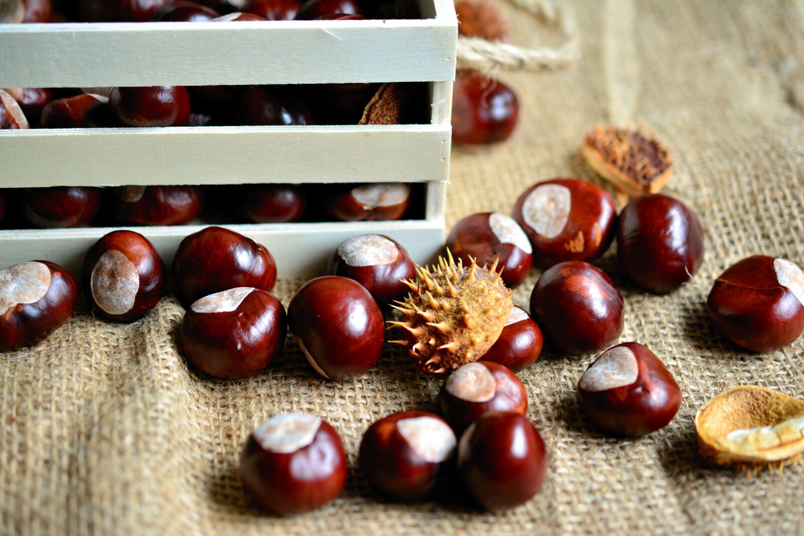 Nikon D5200 sample photo. Chestnut, horse chestnut, gather photography