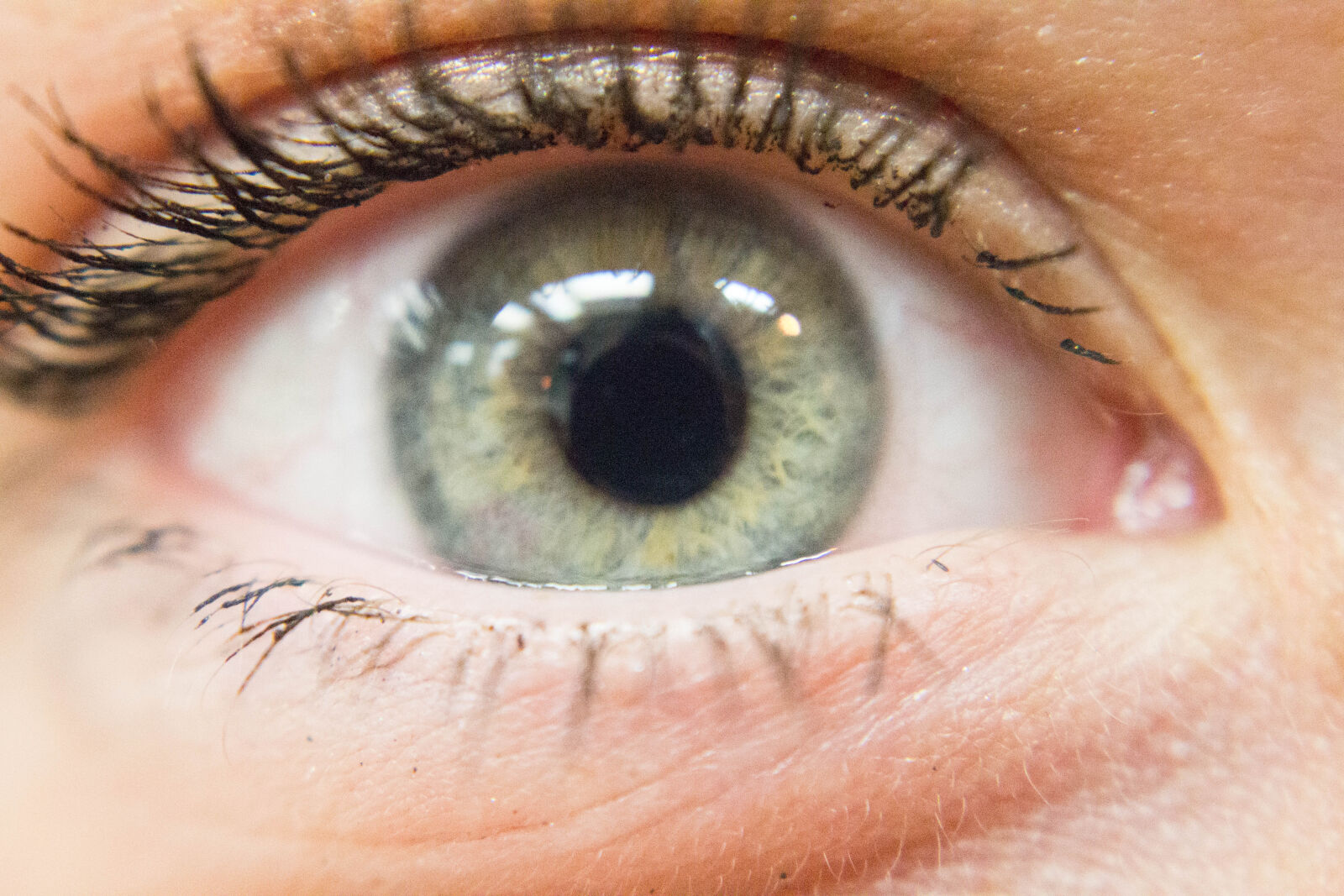 Canon EOS 700D (EOS Rebel T5i / EOS Kiss X7i) sample photo. Eye, green photography