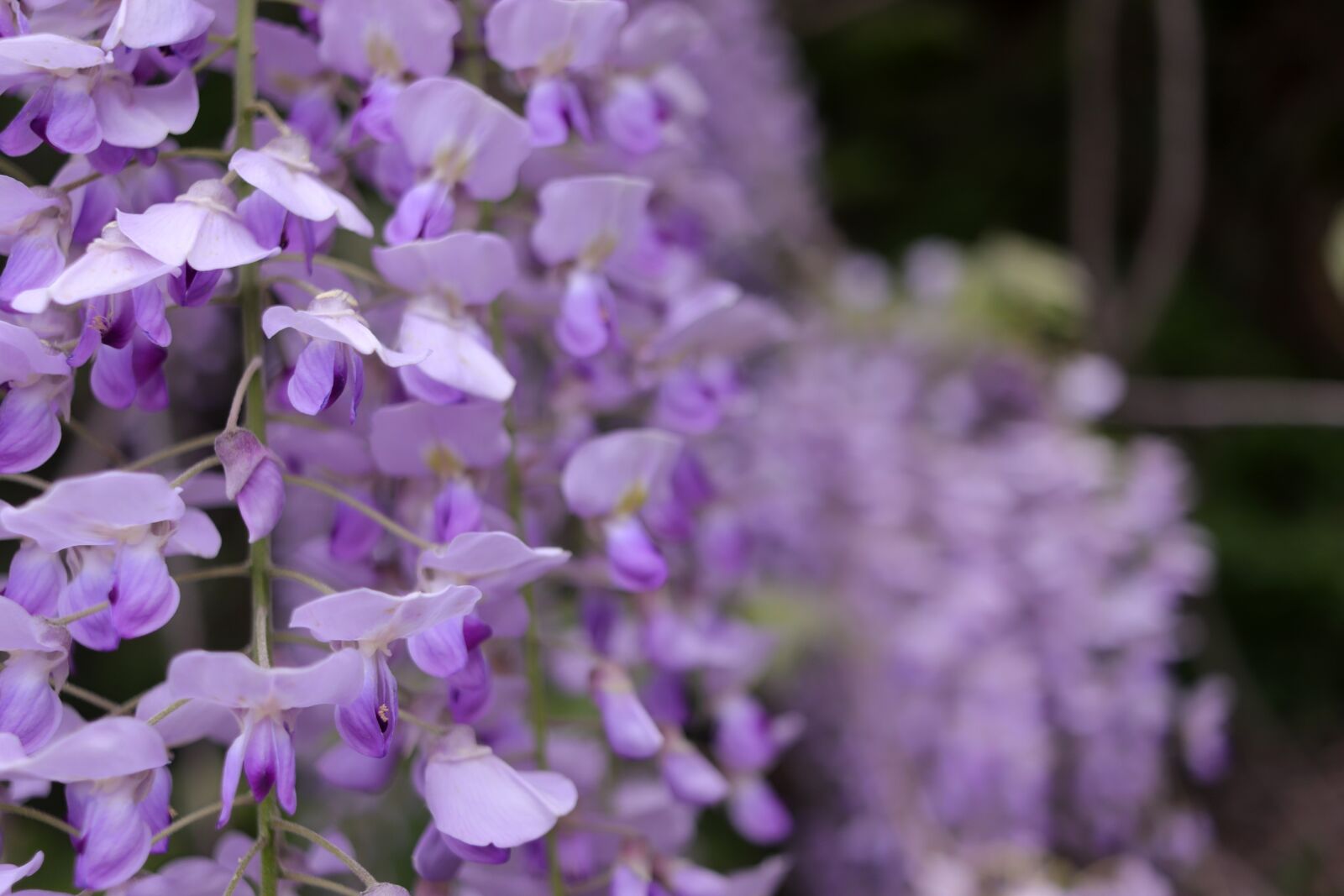 Canon EOS 800D (EOS Rebel T7i / EOS Kiss X9i) + Canon EF-S 24mm F2.8 STM sample photo. Wisteria, flowers, garden photography