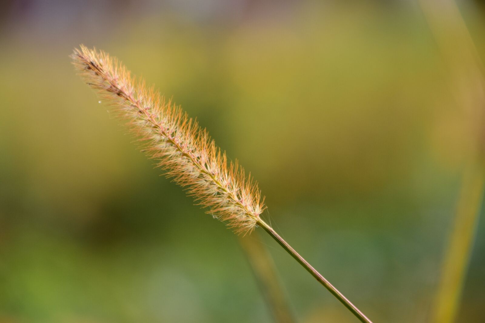 Nikon D3300 sample photo. Grass, close up, nature photography