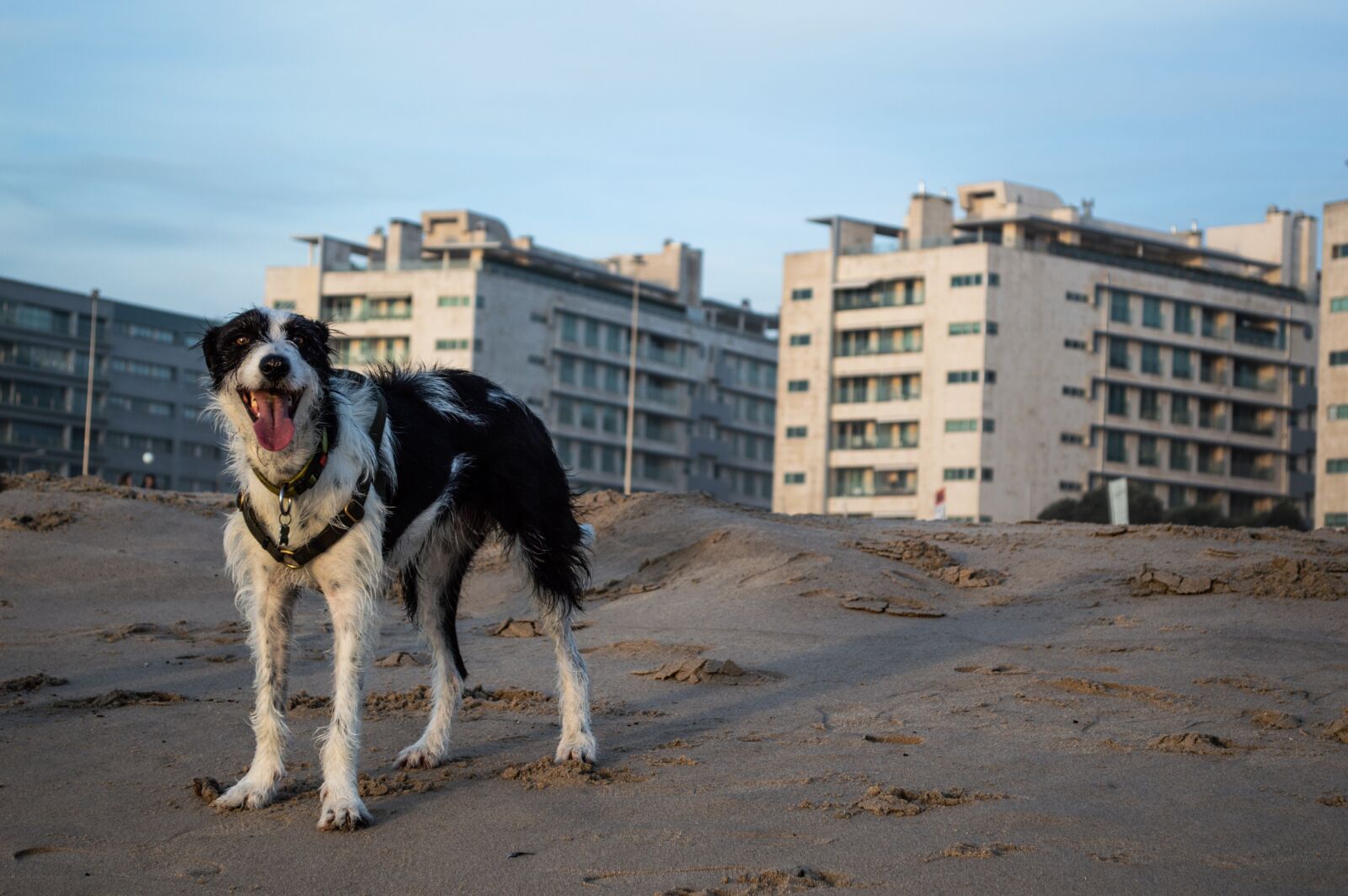 Nikon D3200 sample photo. Dog, portugal, beach photography