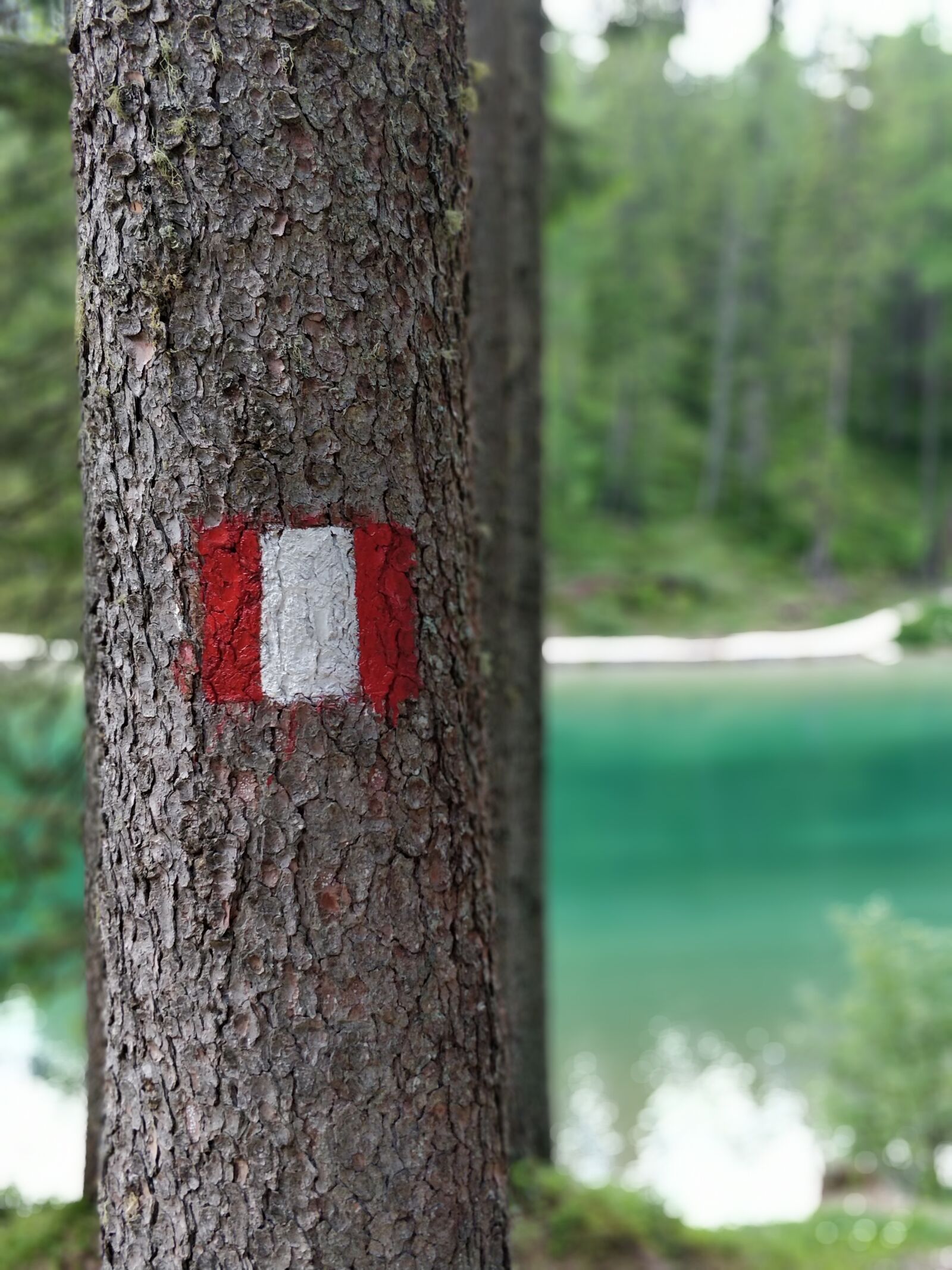OnePlus A5000 sample photo. Tree, austria, landscape photography