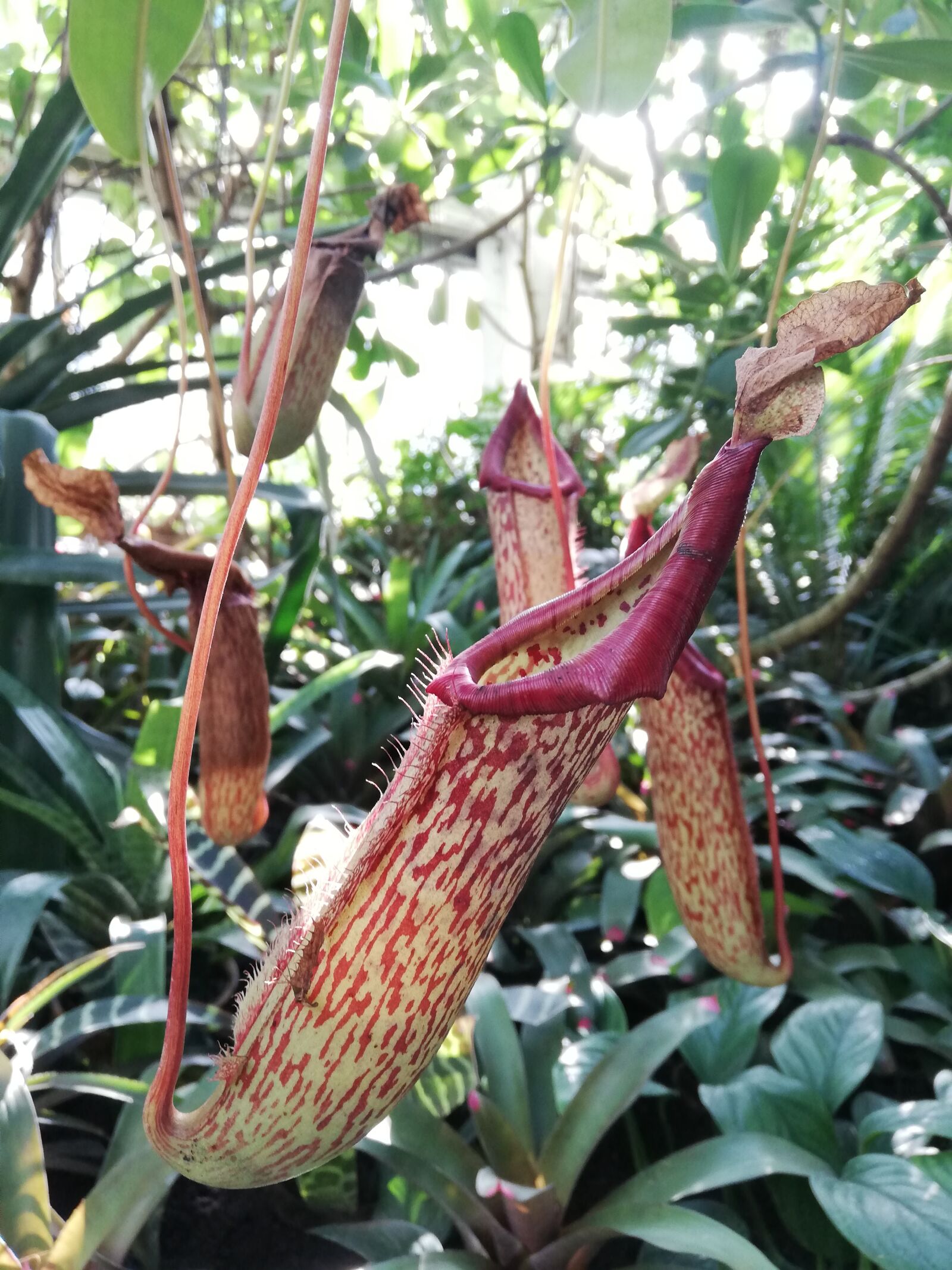 HUAWEI P20 lite sample photo. Flower, nepenthes, carnivorous photography