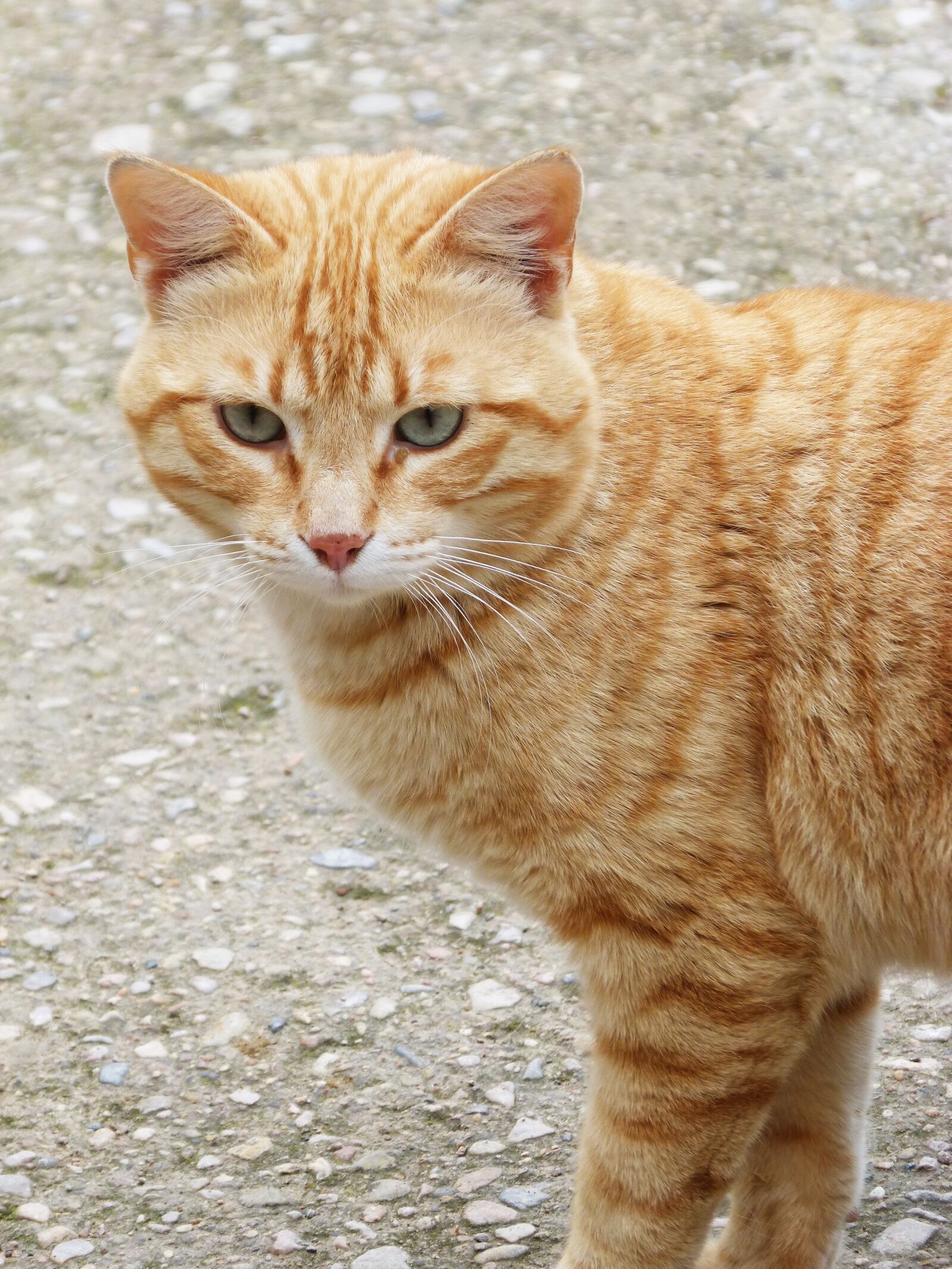 Panasonic DMC-FZ62 sample photo. Nice, animalia, cat photography
