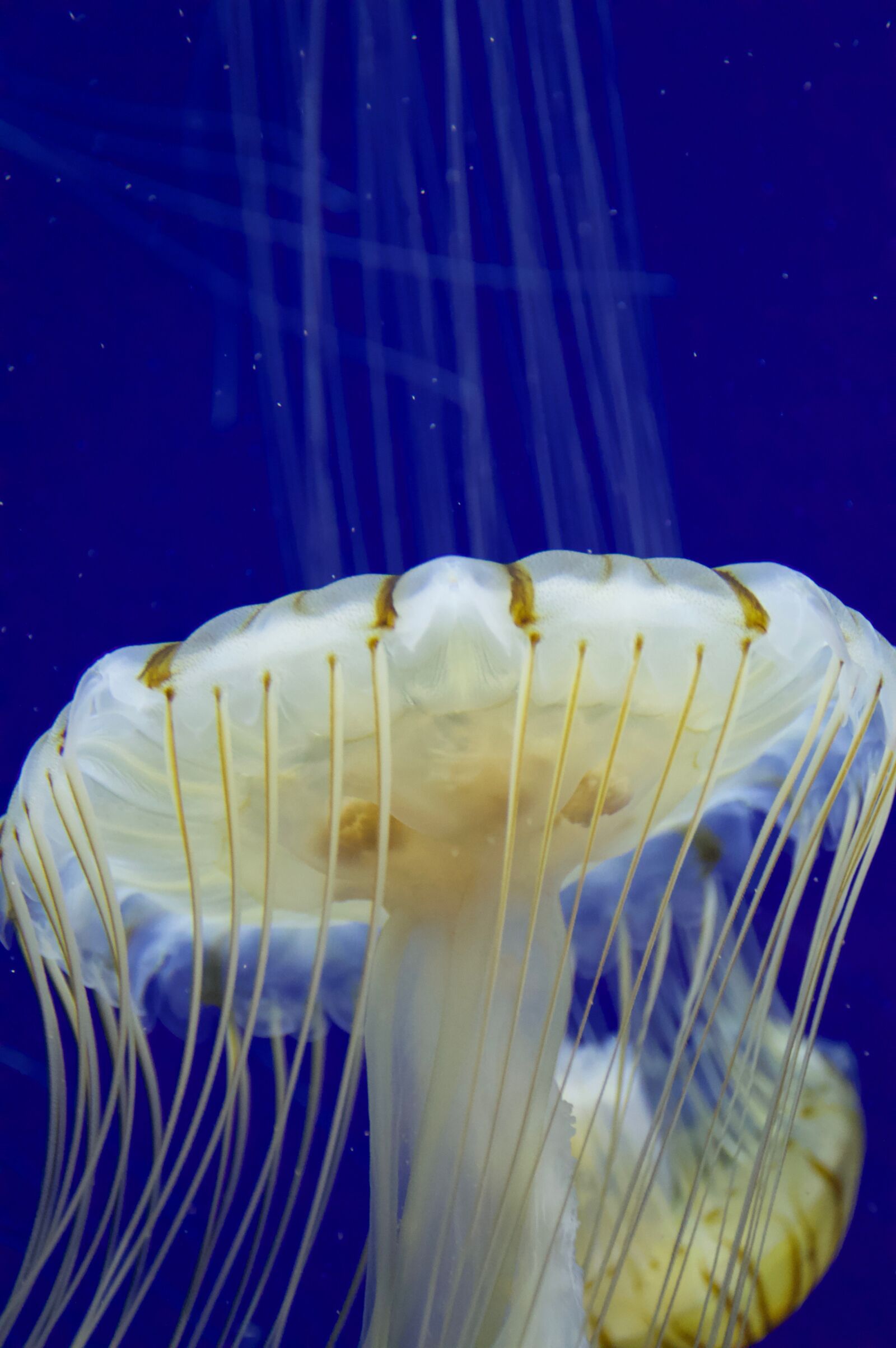Nikon D3200 sample photo. Jellyfish, blue, sea photography
