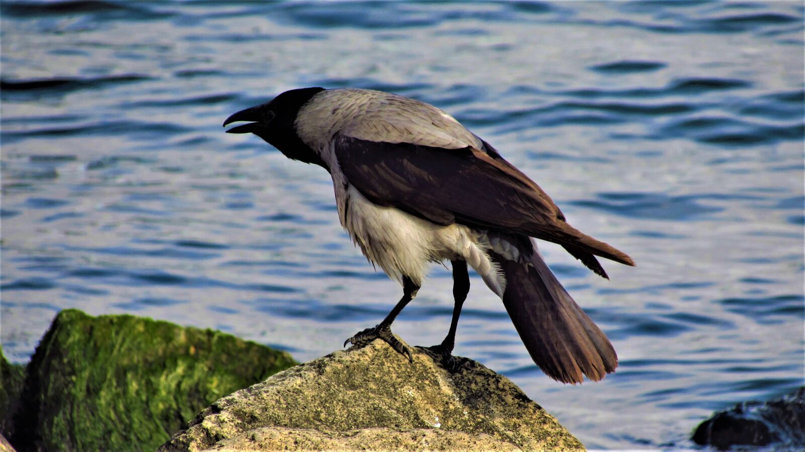 Canon PowerShot SX510 HS sample photo. Birds, wildlife, nature photography
