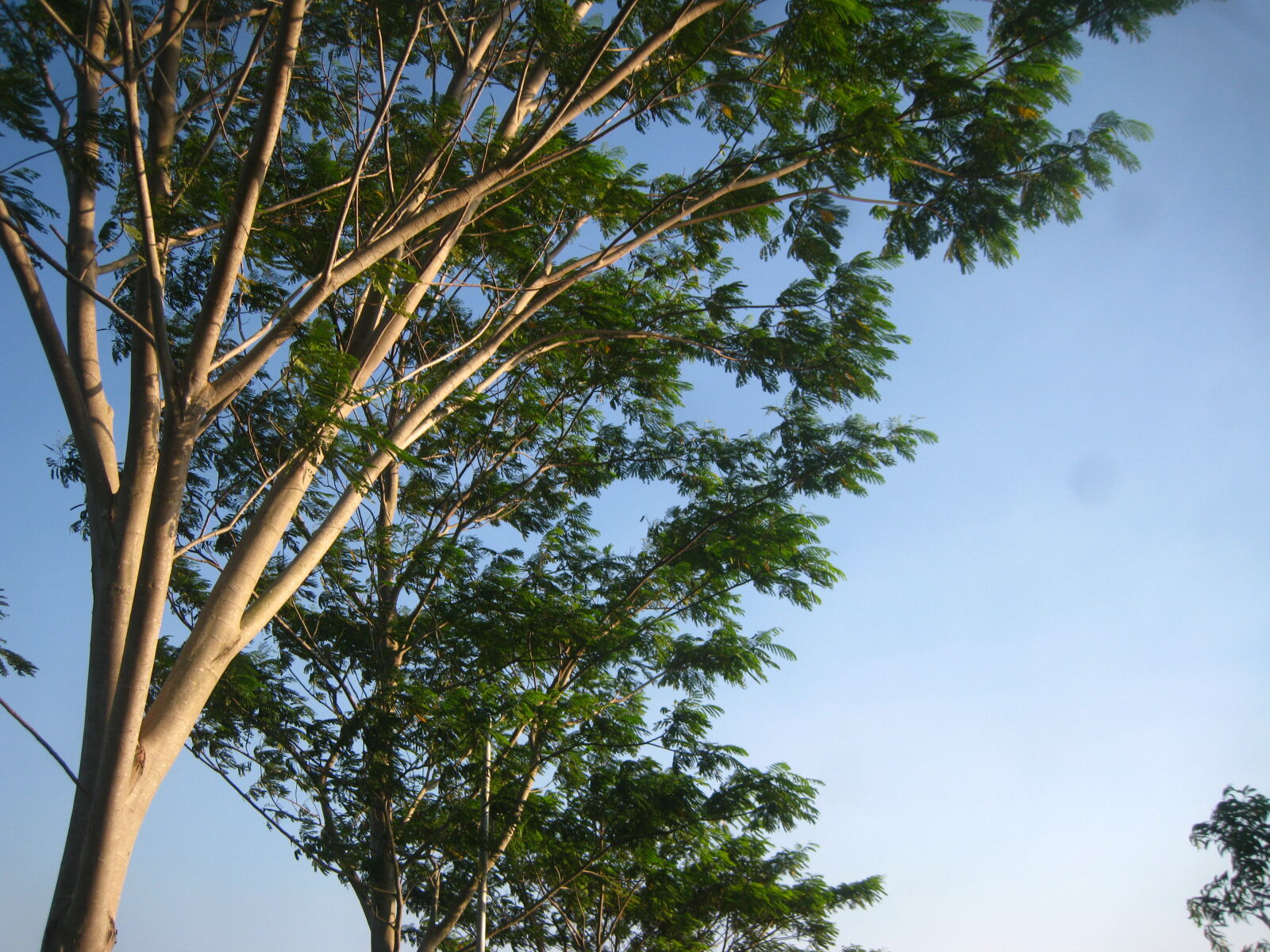 Canon IXY DIGITAL 2000 IS sample photo