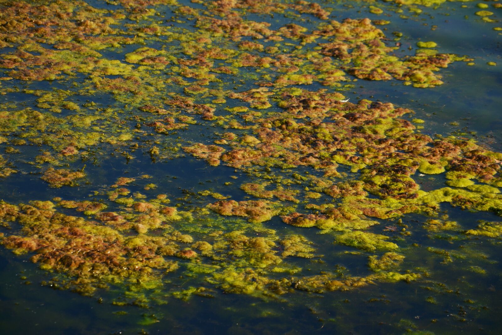 Nikon D5200 sample photo. Seaweed, algae infestation, lake photography