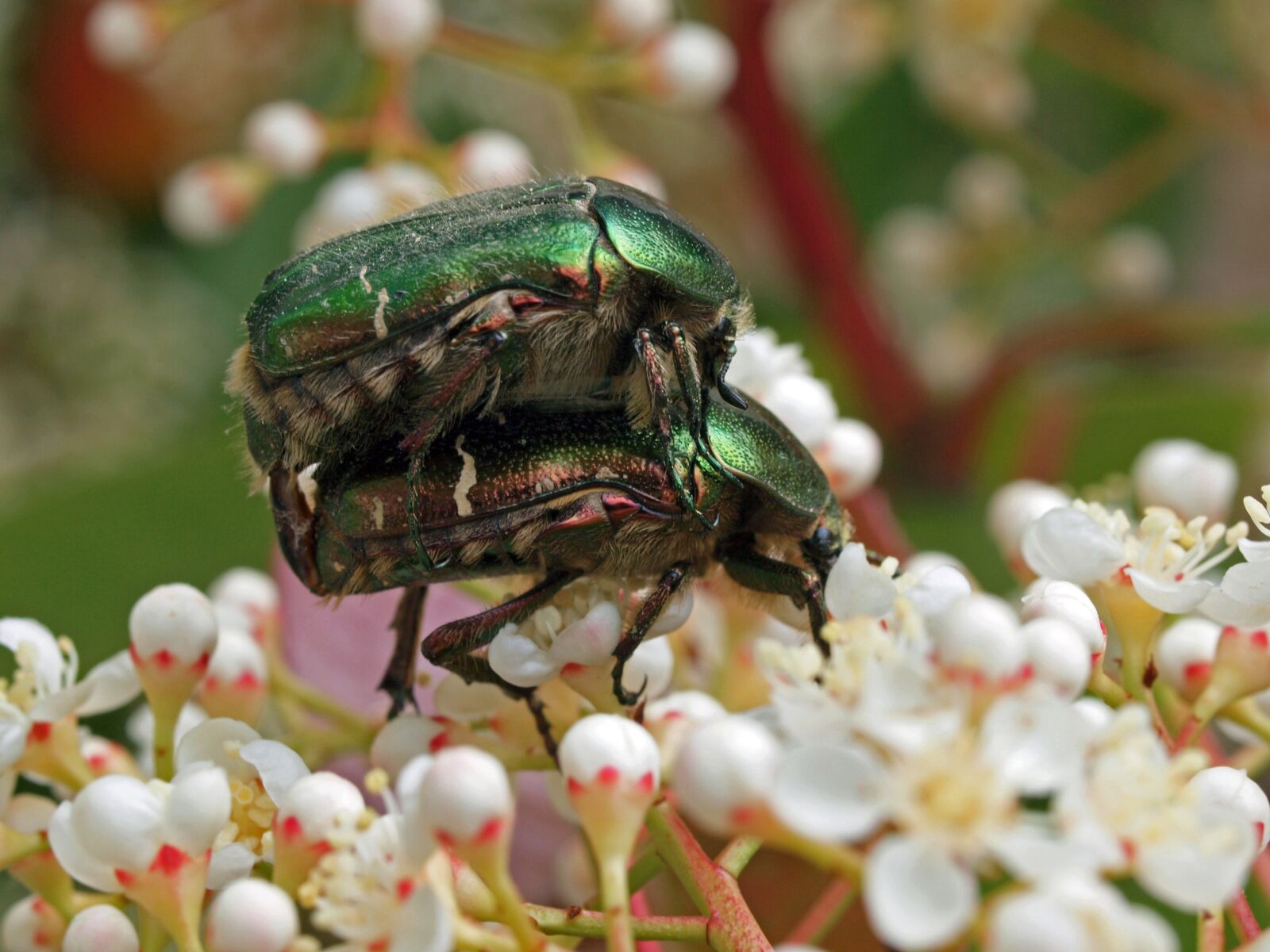 Olympus E-30 sample photo. Insect, nature, macro photography