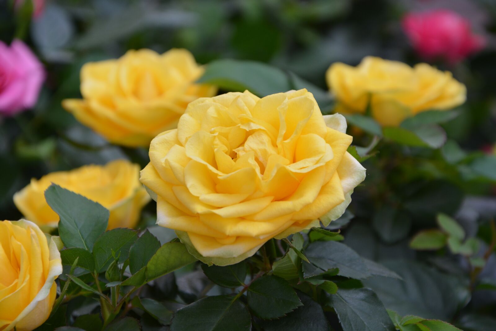Nikon D5200 sample photo. Yellow roses, flowers, rosebush photography