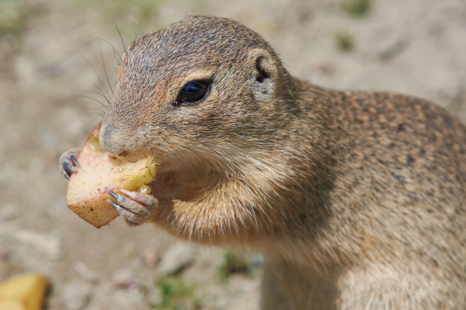 Nikon AF-S Nikkor 200-500mm F5.6E ED VR sample photo. Zisel, gophers, eat photography