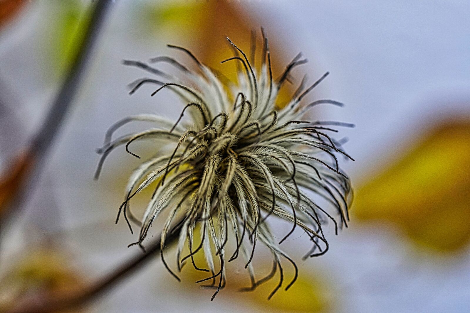 Sony FE 50mm F2.8 Macro sample photo. Clematis, faded, autumn day photography